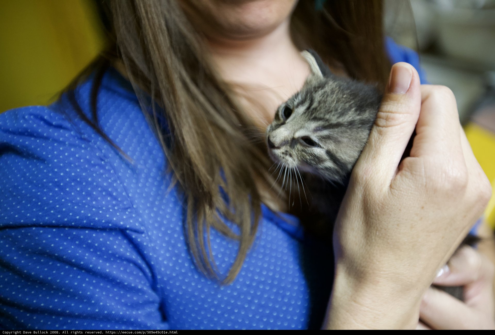 Woman and Kitten in Polka Dots