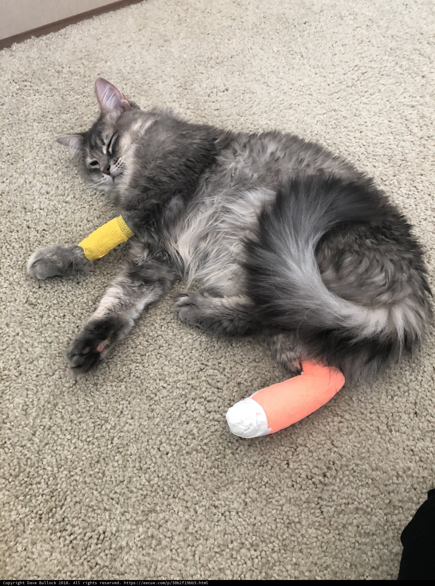 The Injured Feline