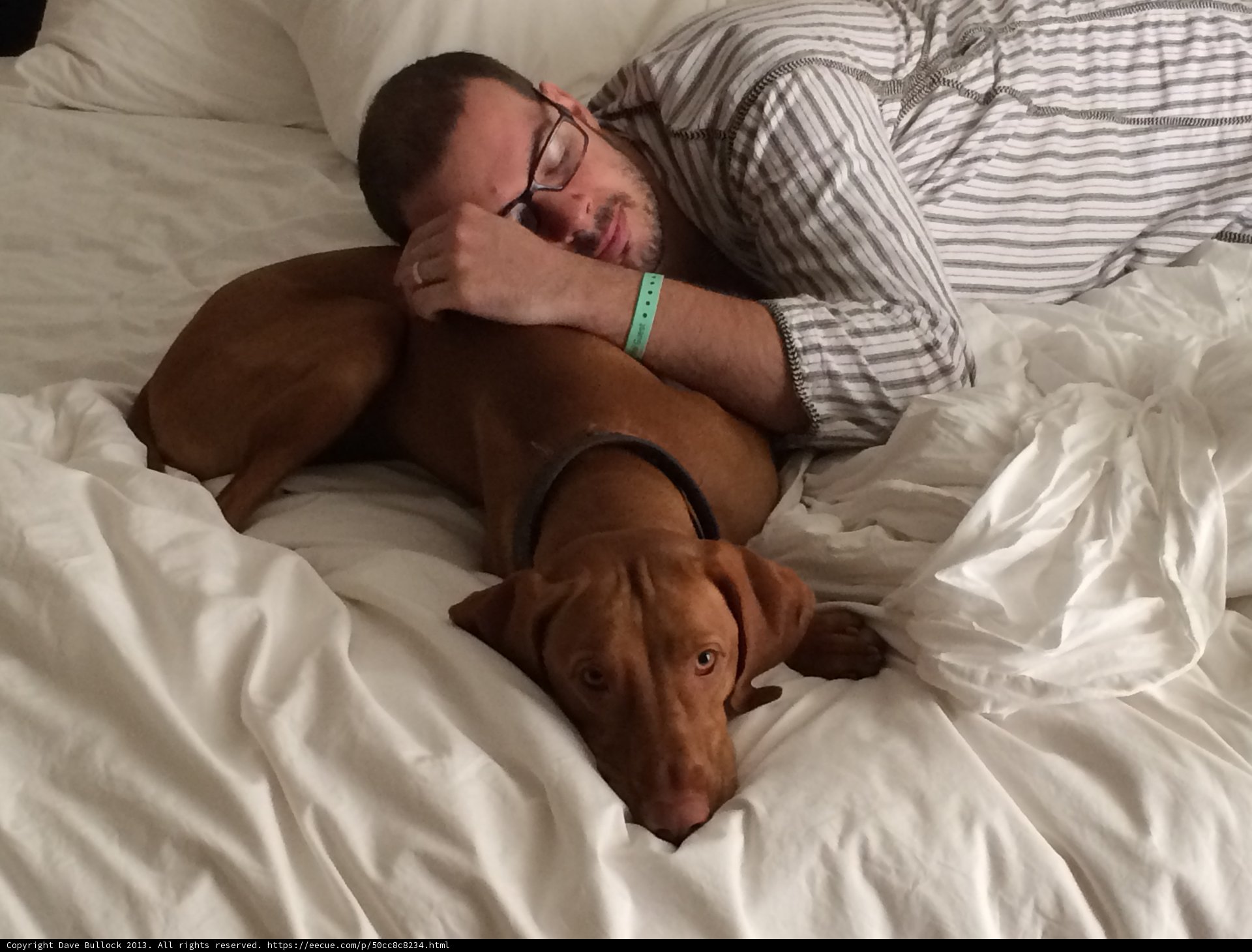 Restful Pups