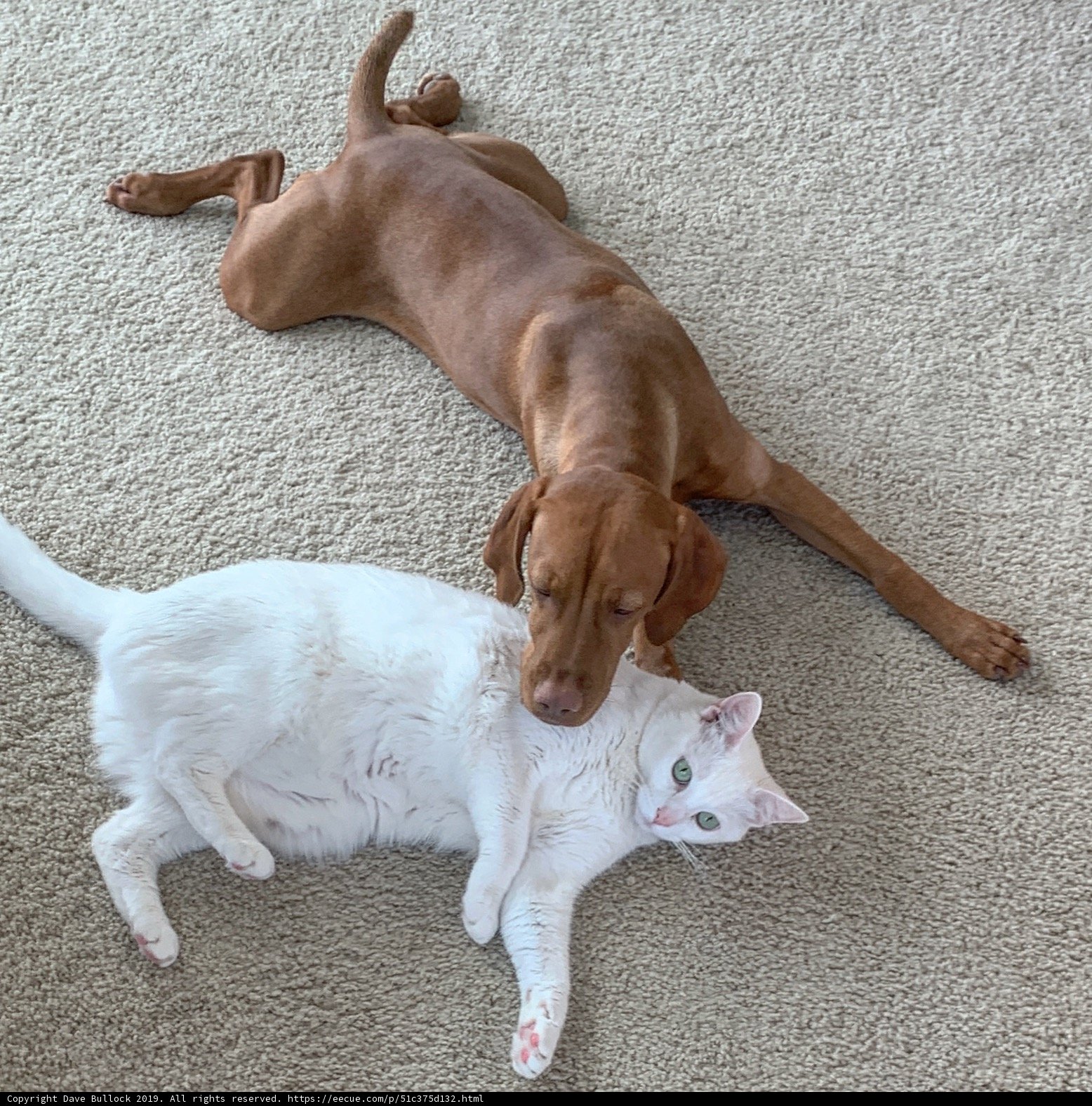 Dog and Cat Nap