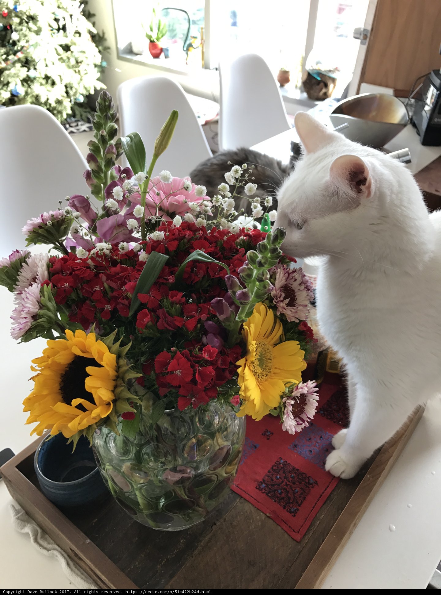 Feline Art Critic