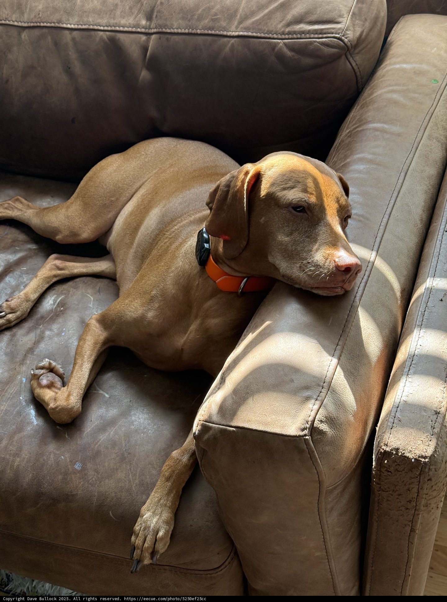 Lazy Morning Sunbeam