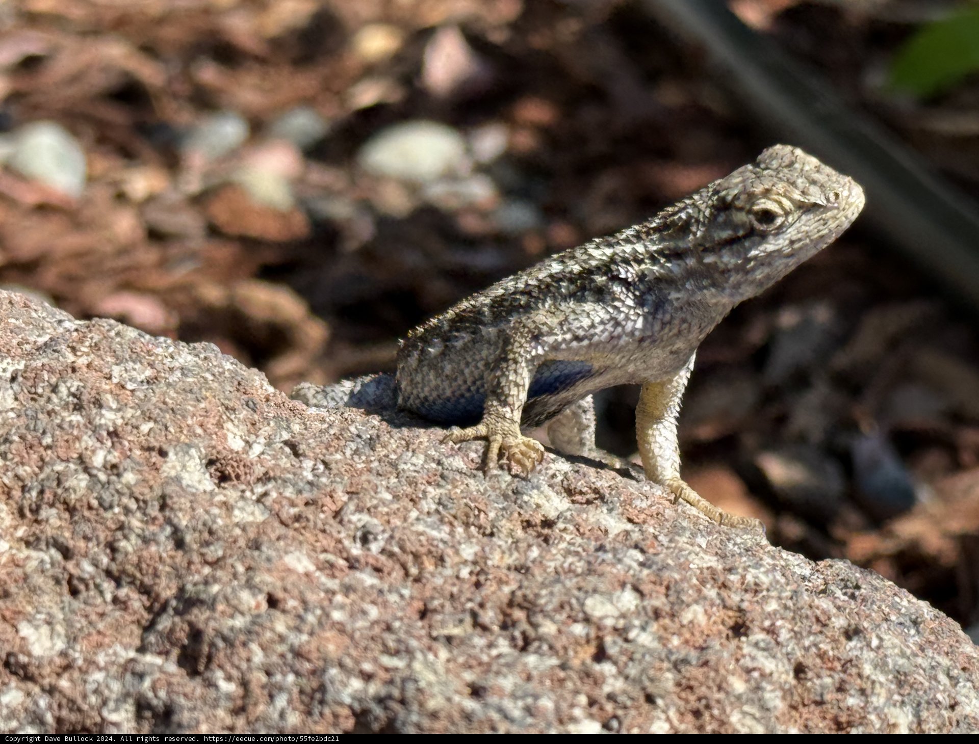 Sunlit Reptile Serenity