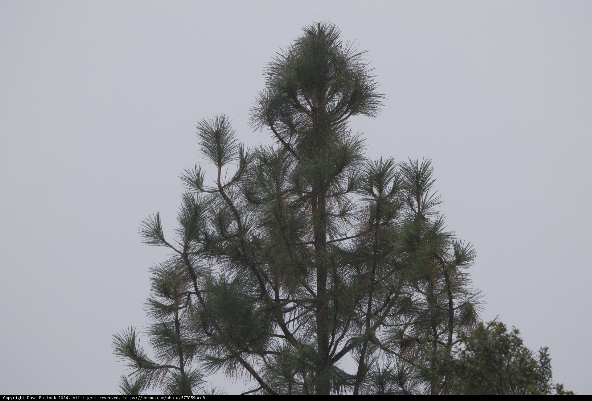 Peaceful Pines of Firefall Ranch