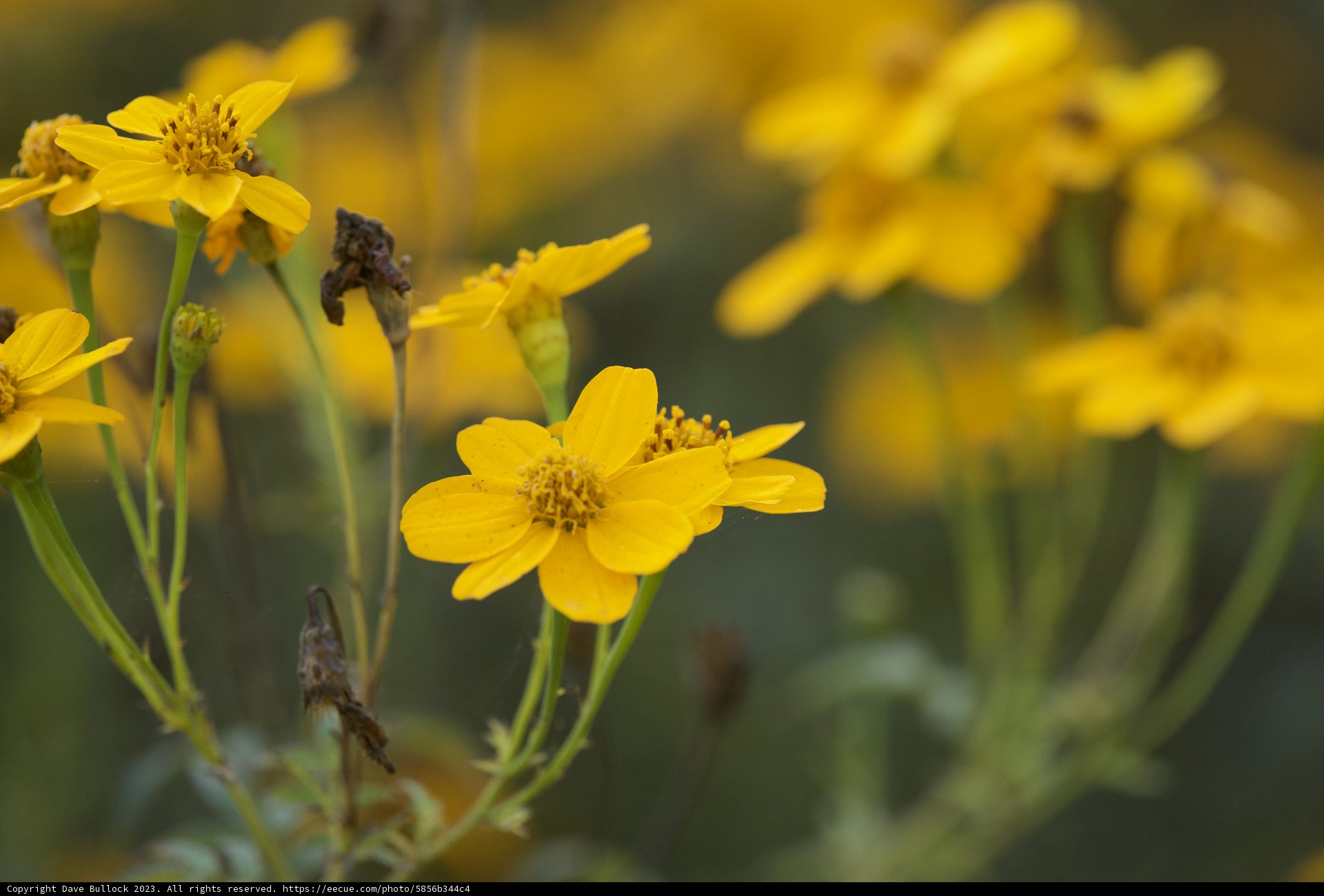 The Spectacle of Nature: Yellow Daisies and Their Little Pollinators