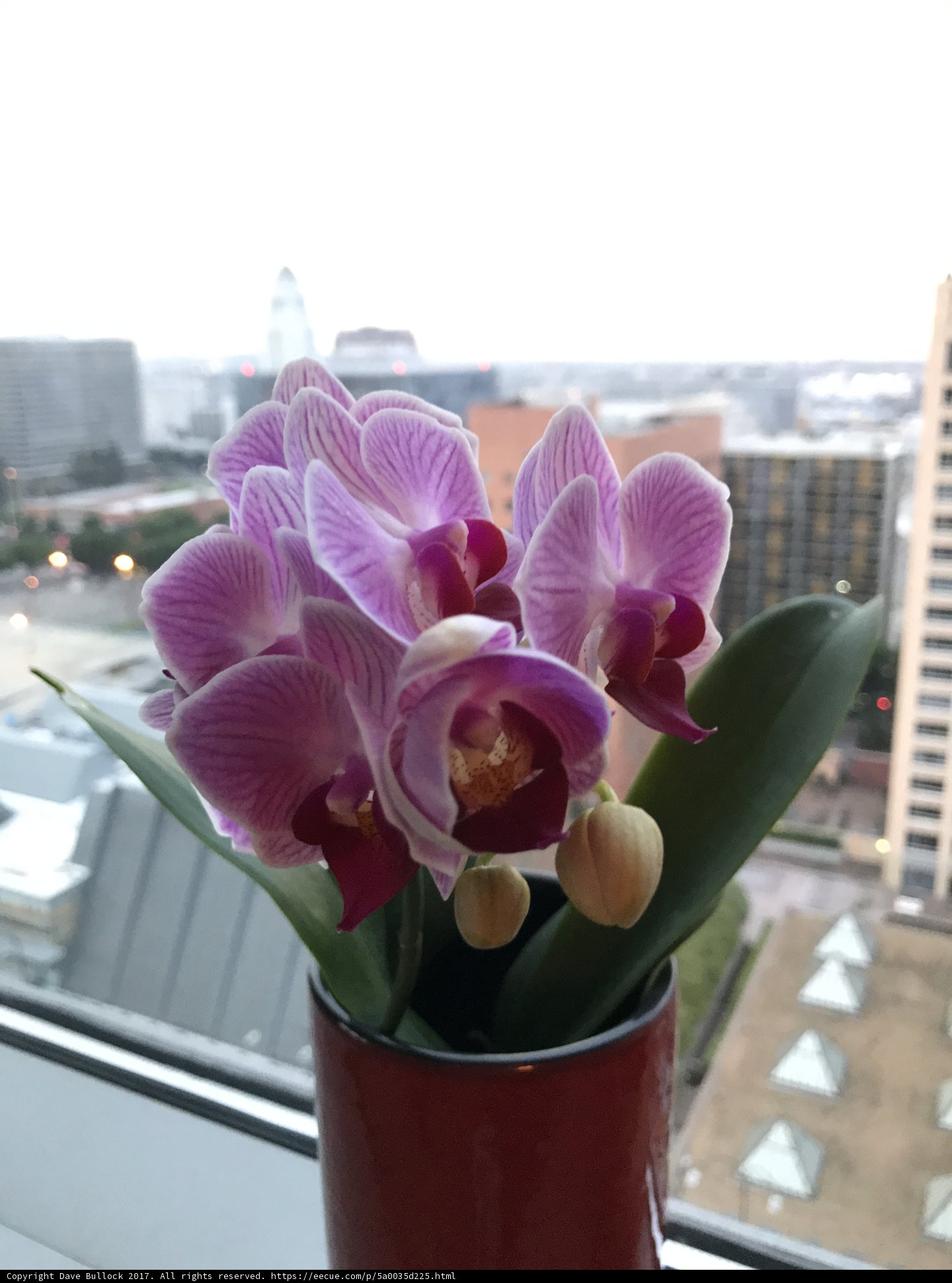Blooming Beauty on the Broad Window Sill