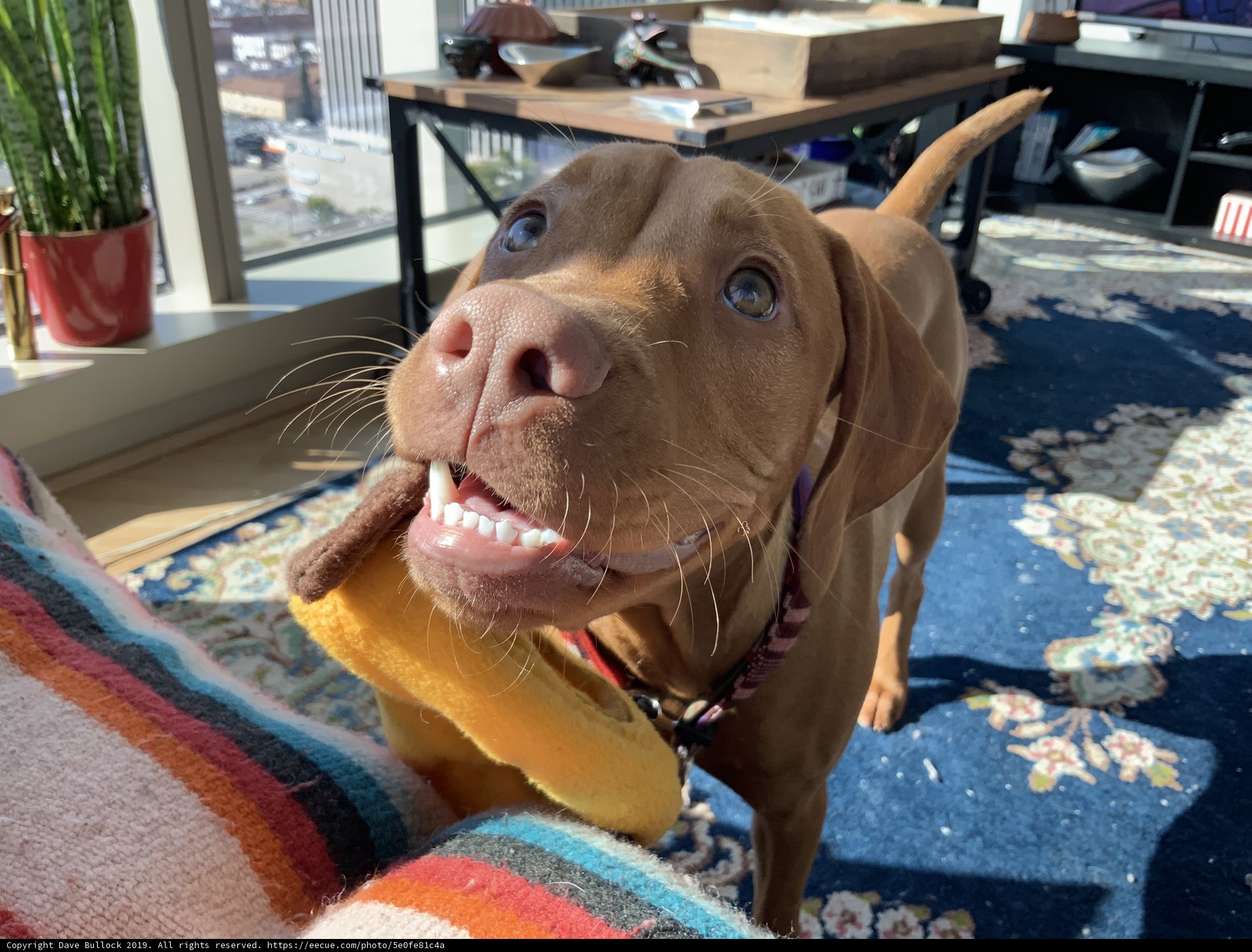 Canine Temptation