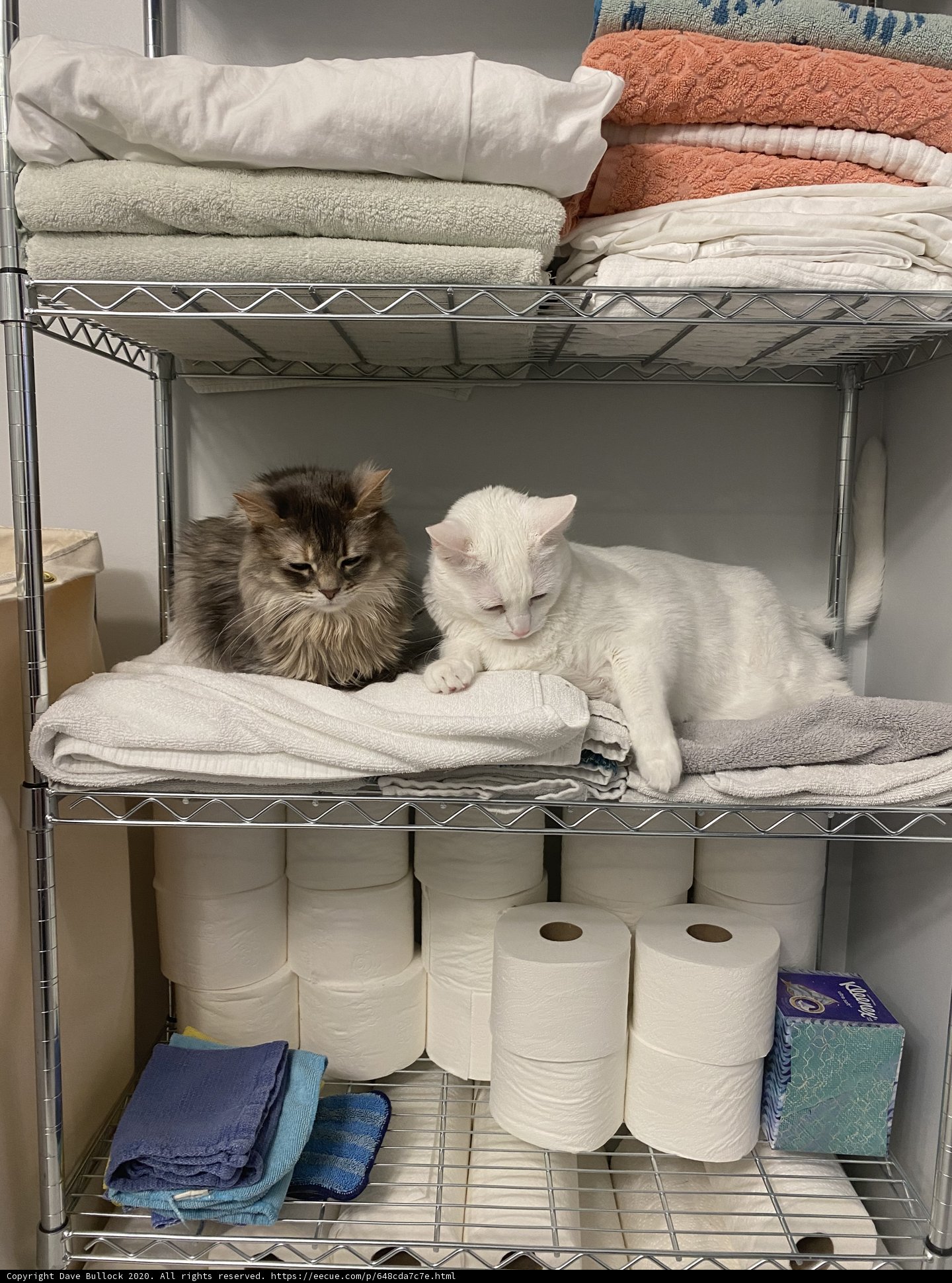 Feline Friends on a Linen Shelf
