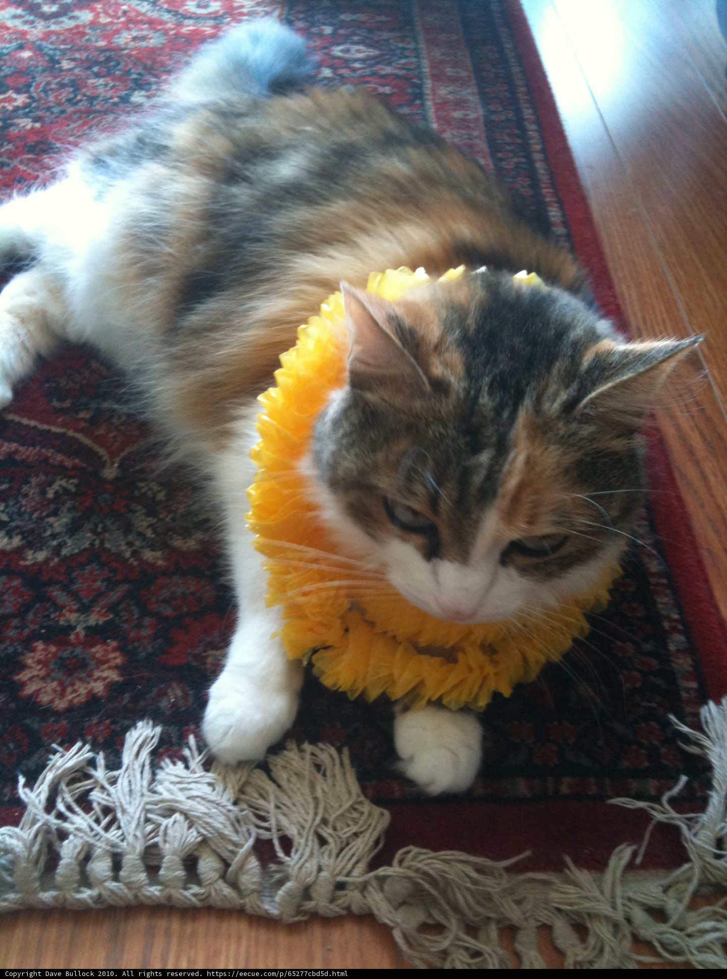 The Flower Crowned Feline