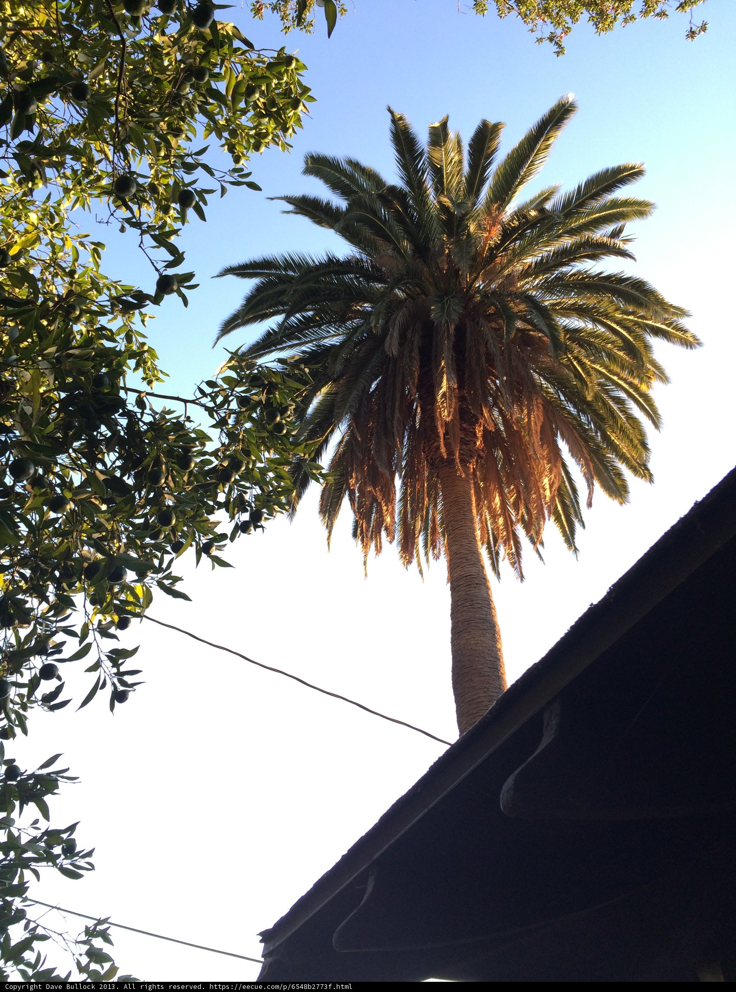 Summer Palm Tree