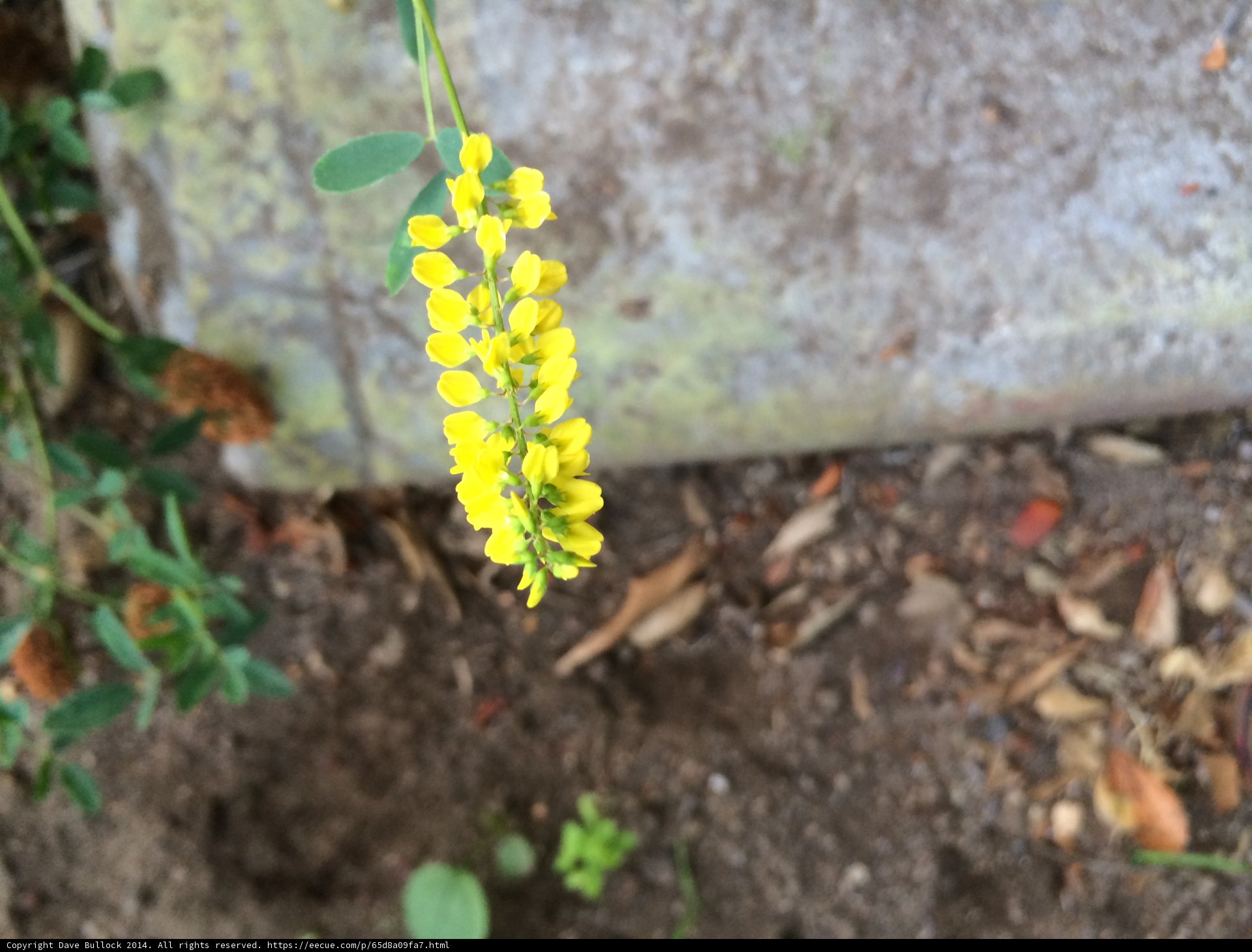 Blooming Lupin