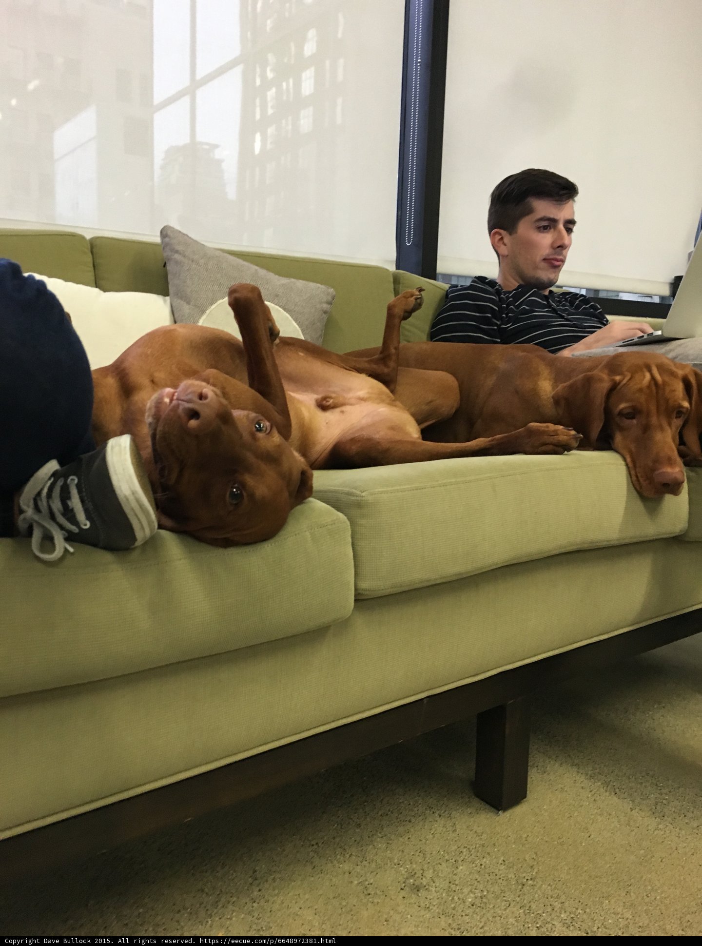 Man and his Canine Companions on the Couch