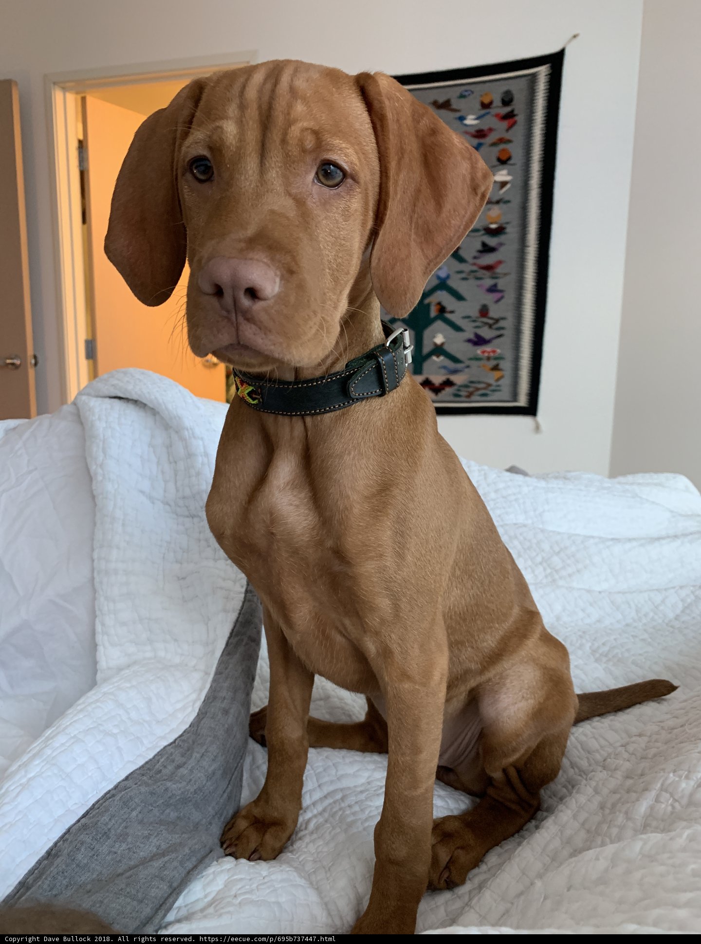 Man's Best Bed Buddy