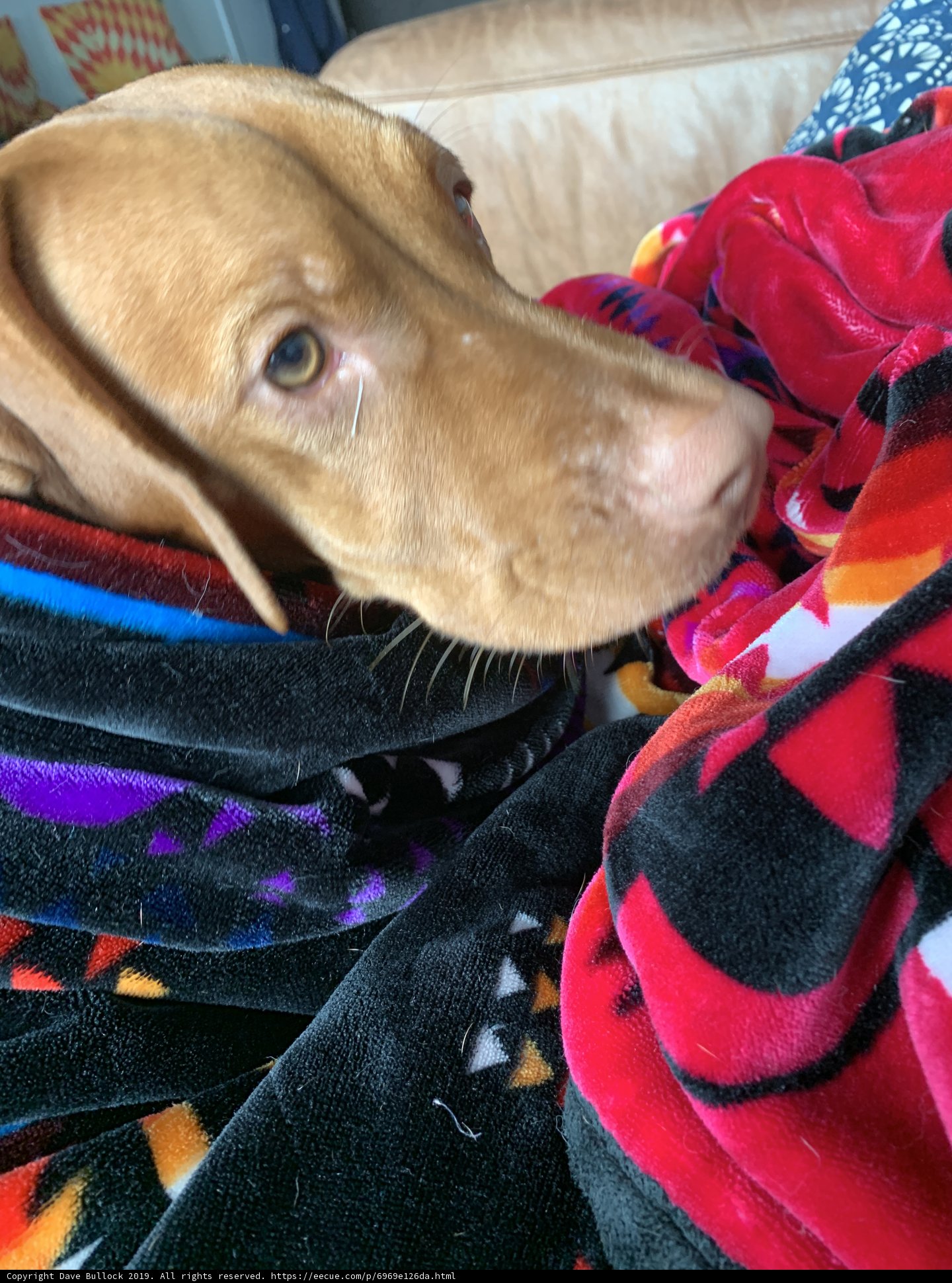 Cozy Canine