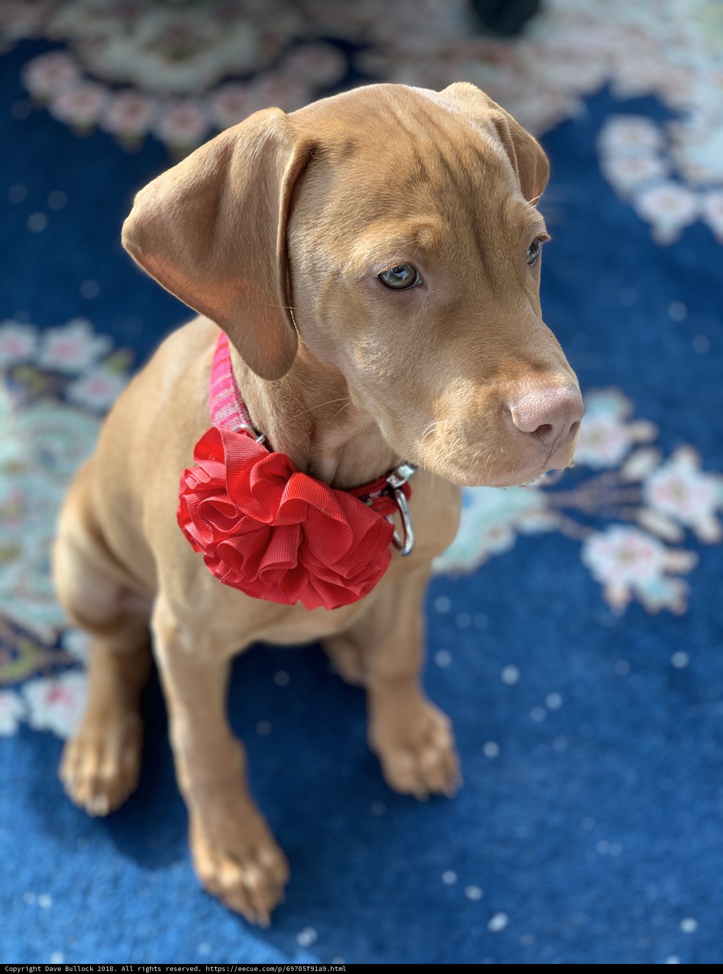 Red Flowered Canine