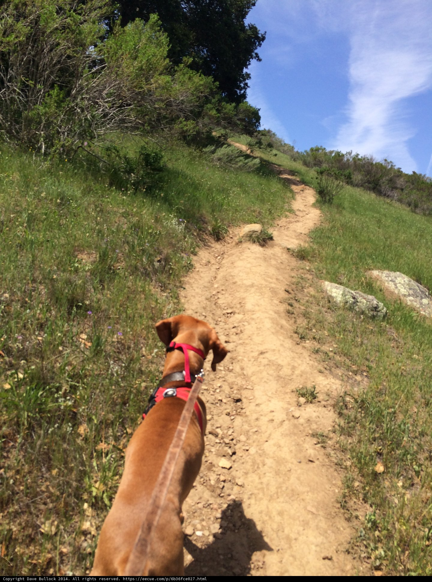 A Vizsla on the Trail