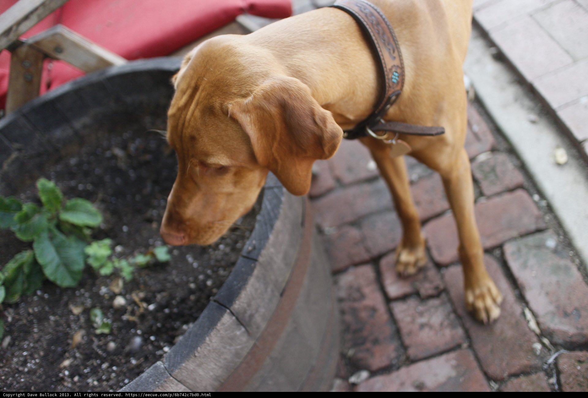 Sniffing out the Plants