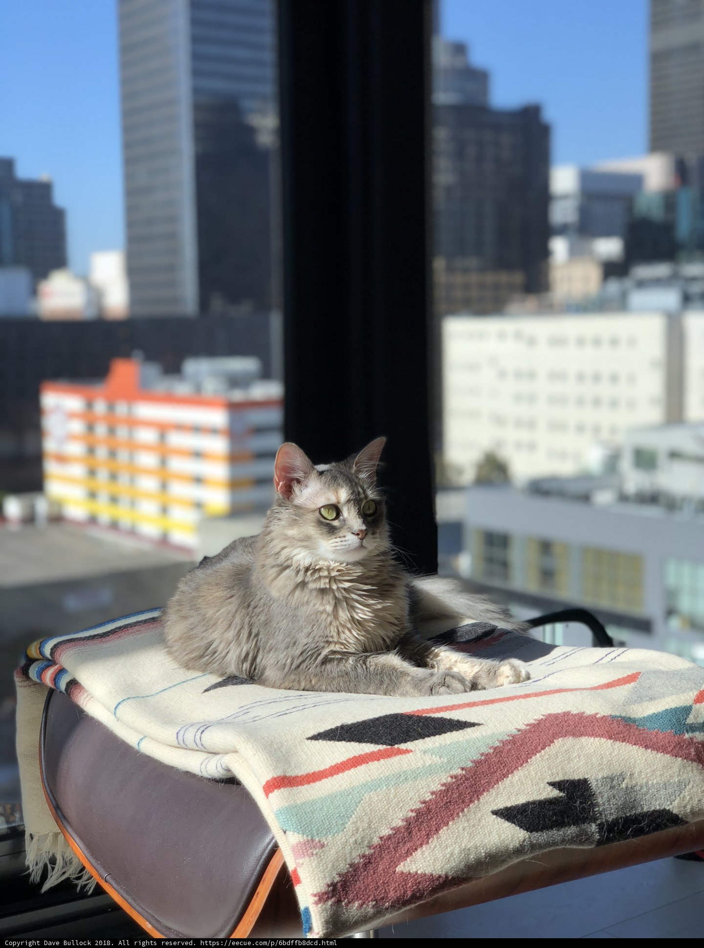 City Cat Lounging on Linen Chair