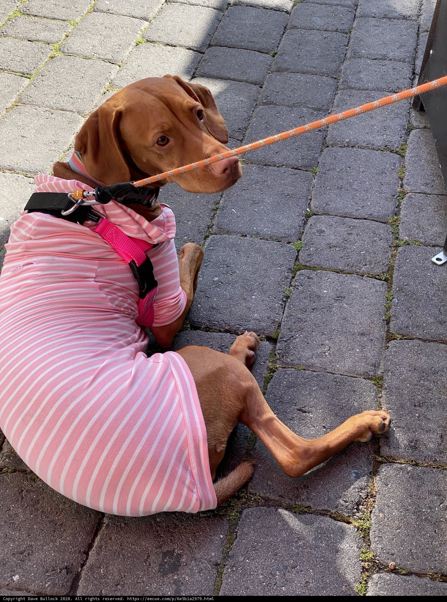 Fashionista Fido