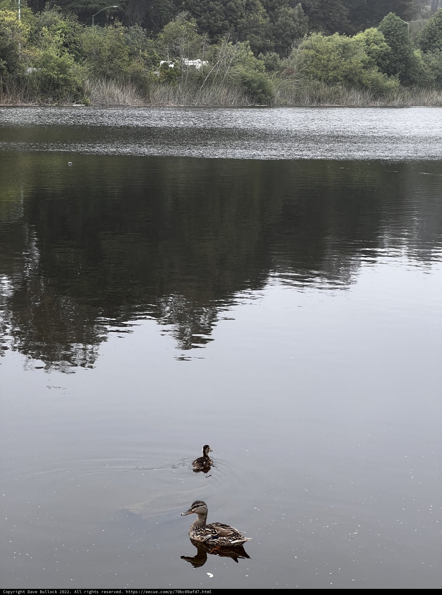 Ducks in Mountain Lake