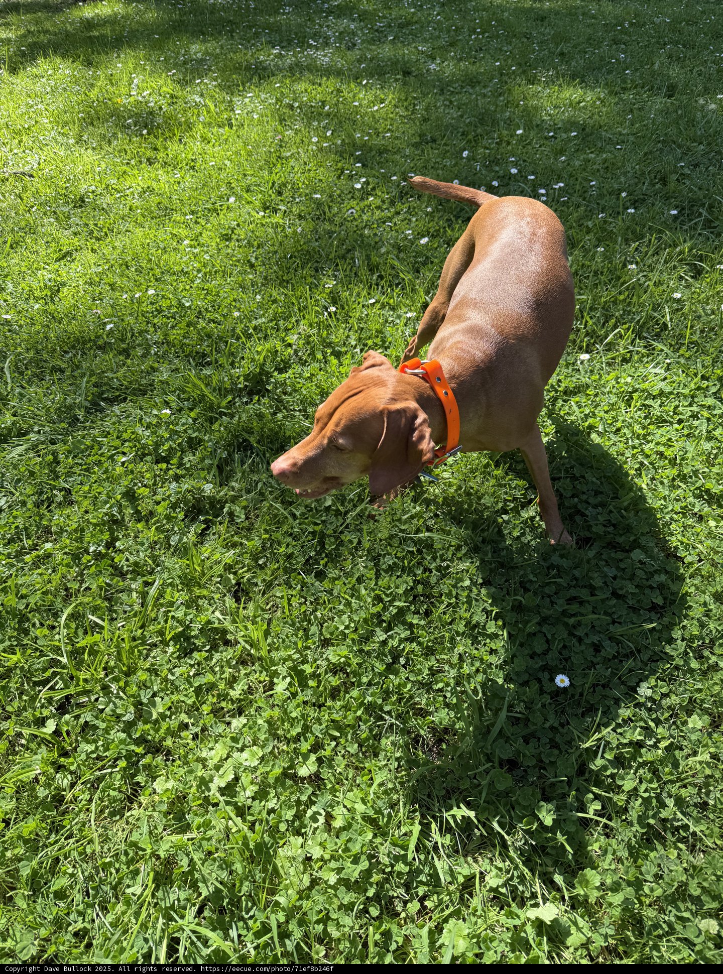 Joyful Paws on Green Pastures