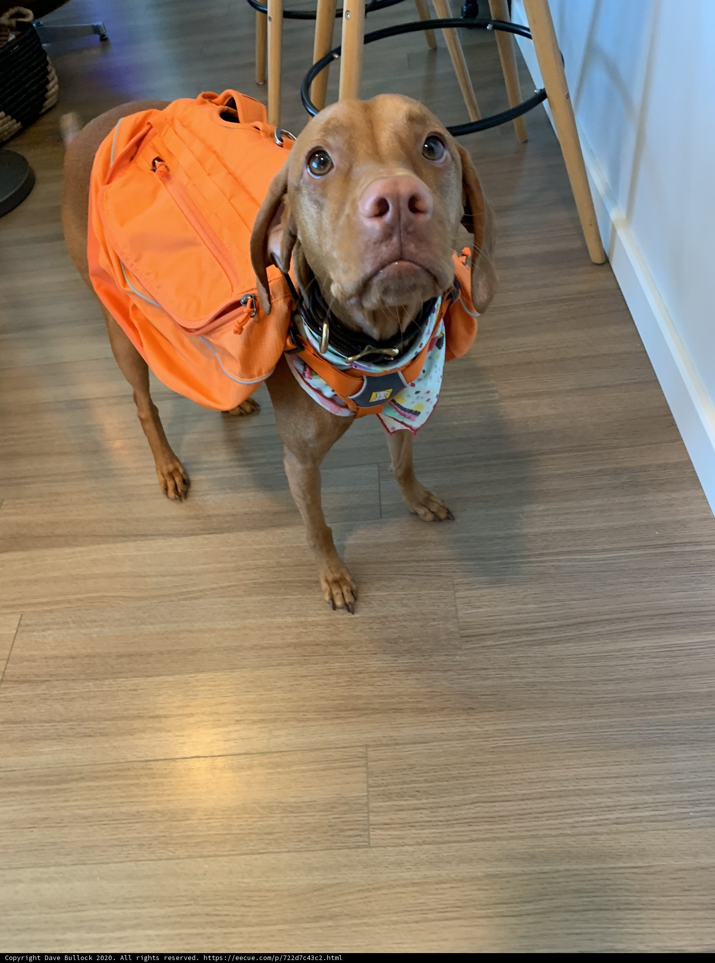 Adventure Time with Orange Backpack Dog