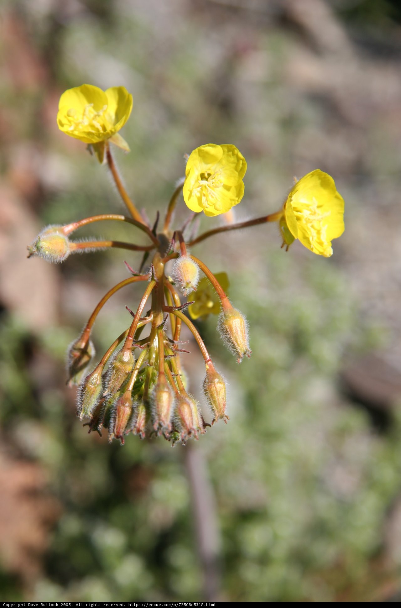 A Close-Up of a Yellow Geranium Flower