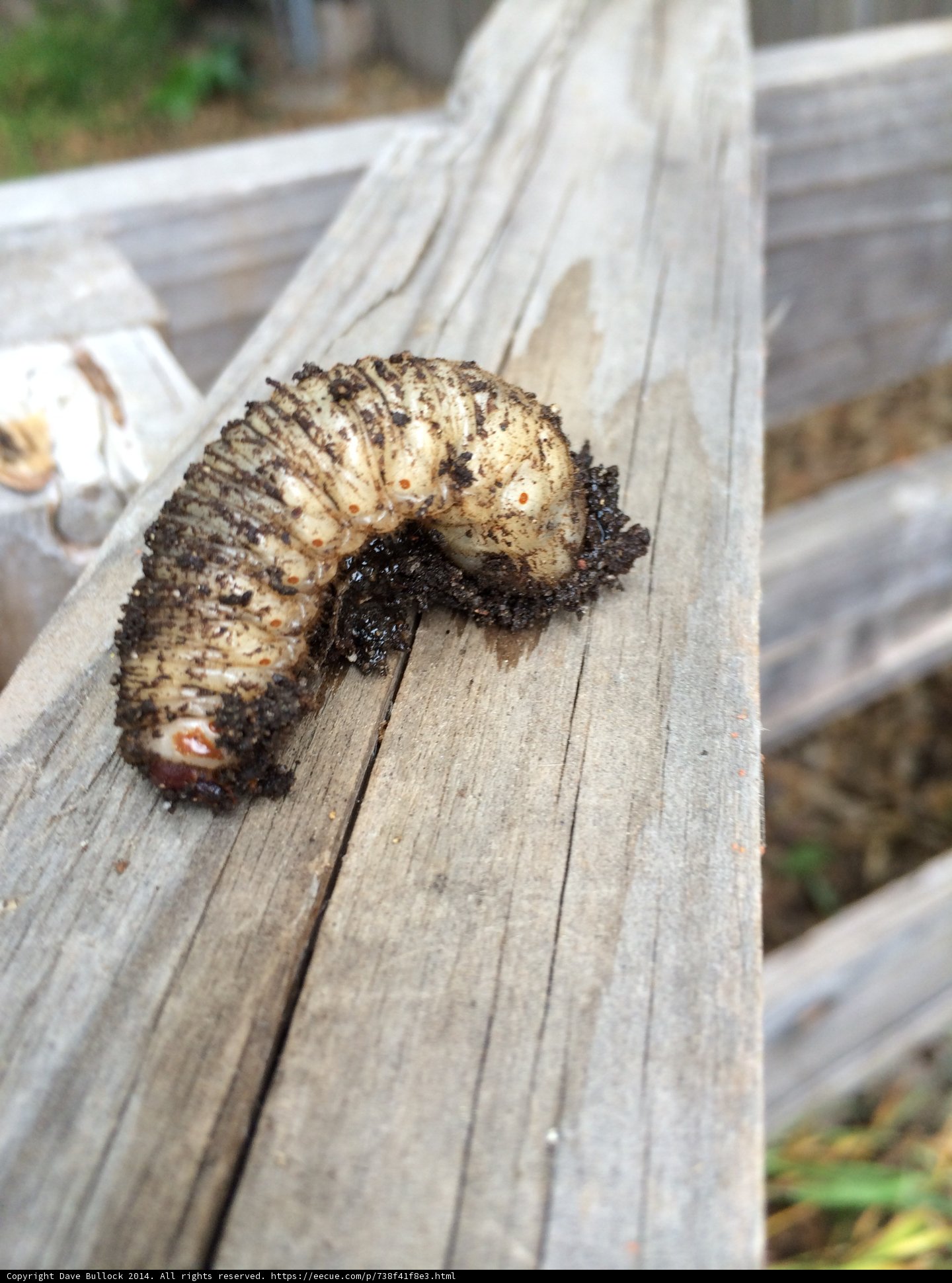 Creepy Crawly on the Fence