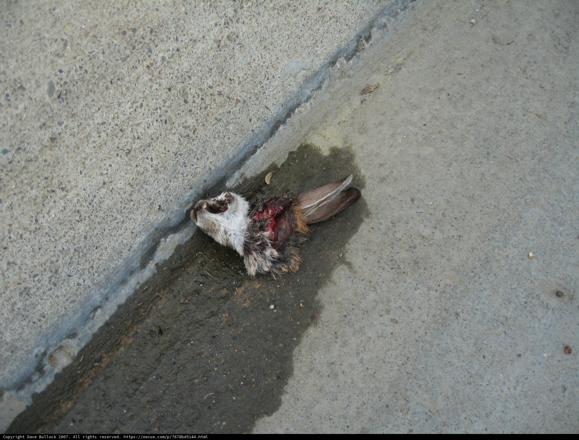 Fallen Sparrow