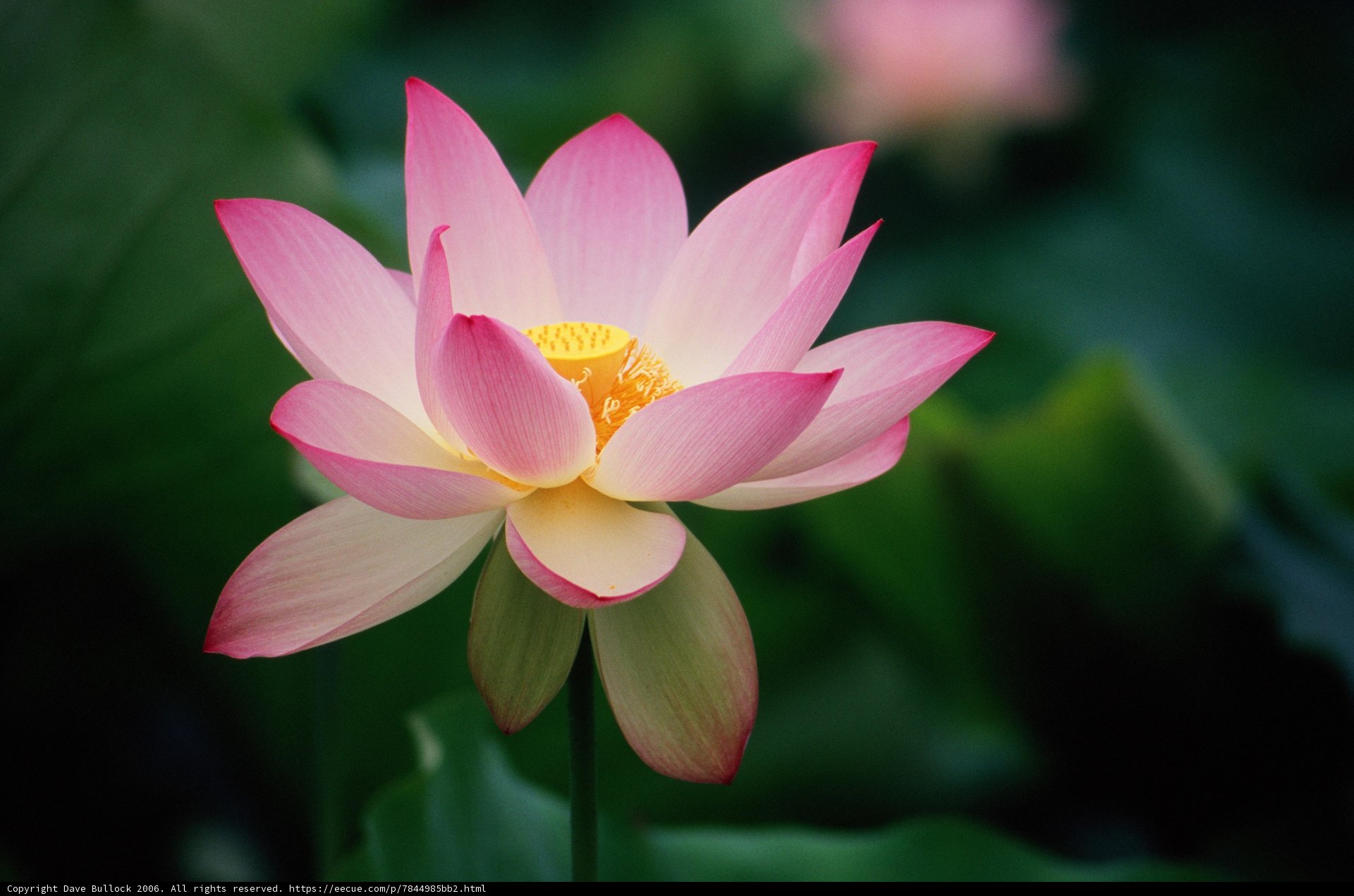 Pretty in Pink