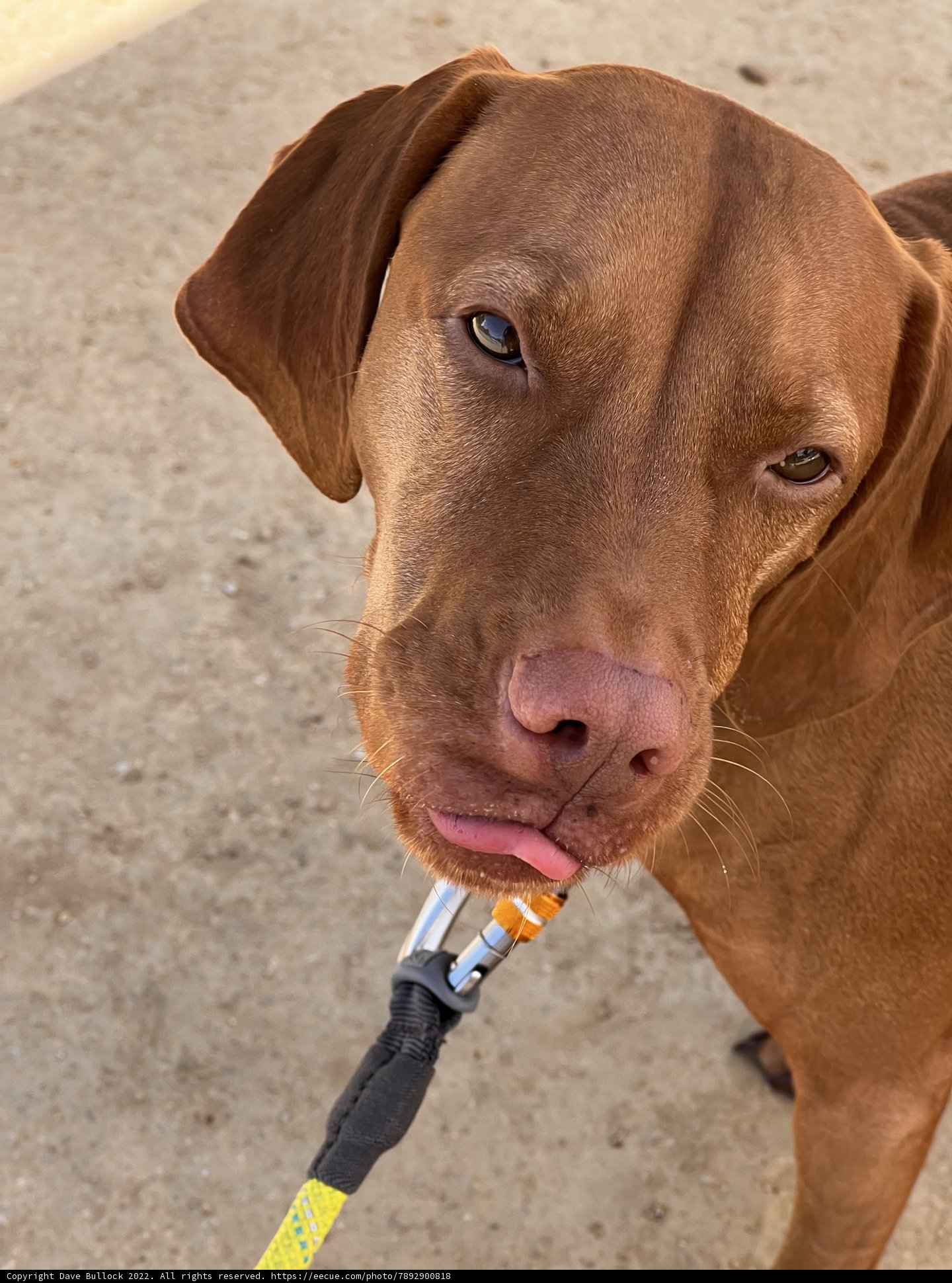 Inquisitive Vizsla in Napa