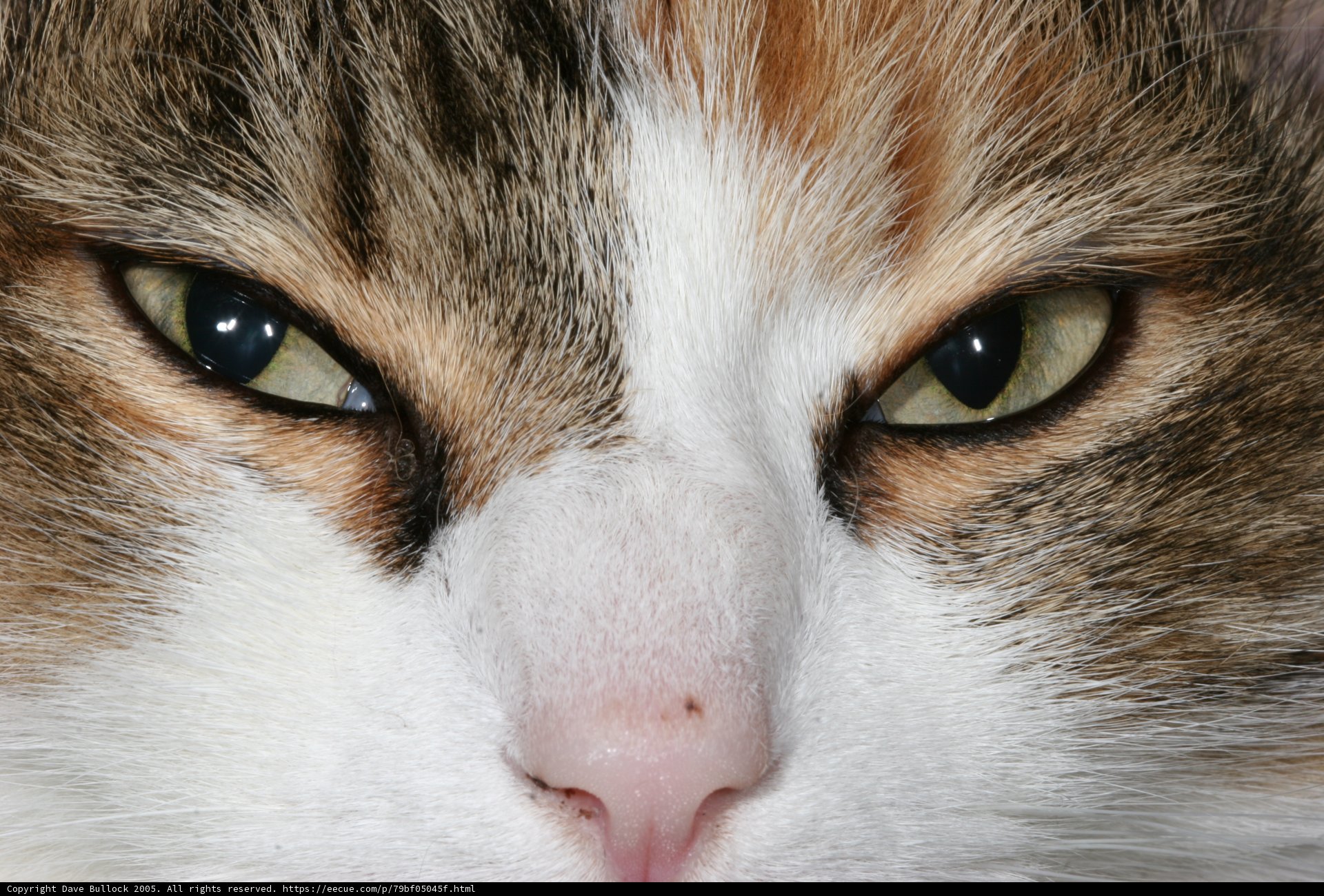 The Intense Gaze of a Manx Cat