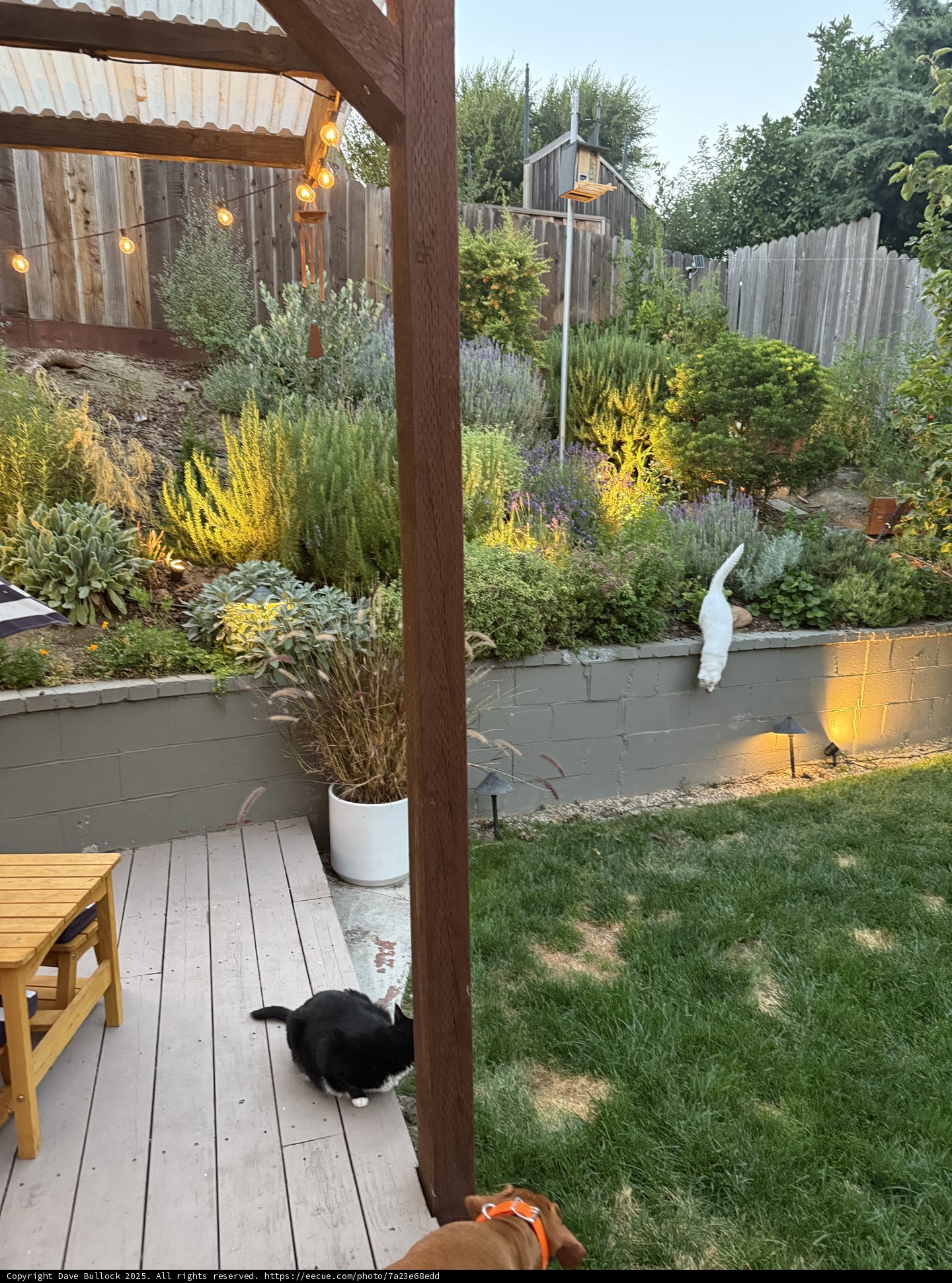 Serene Moments in the Backyard