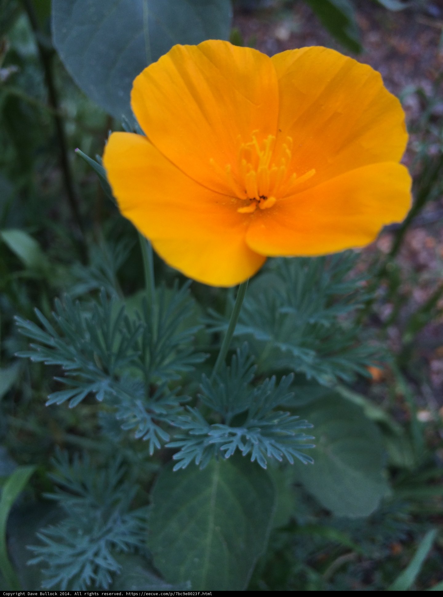 A pop of orange in a sea of green