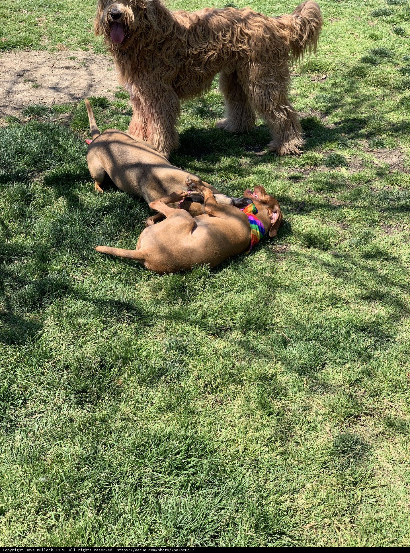 Playtime in the Grass