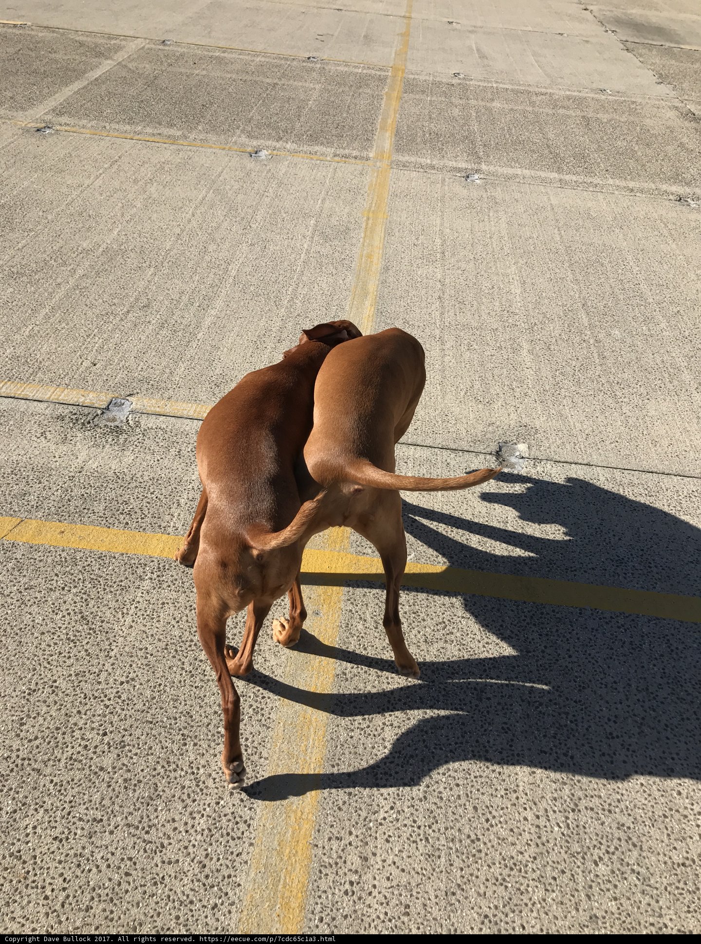 Two Canine Companions on the Tarmac