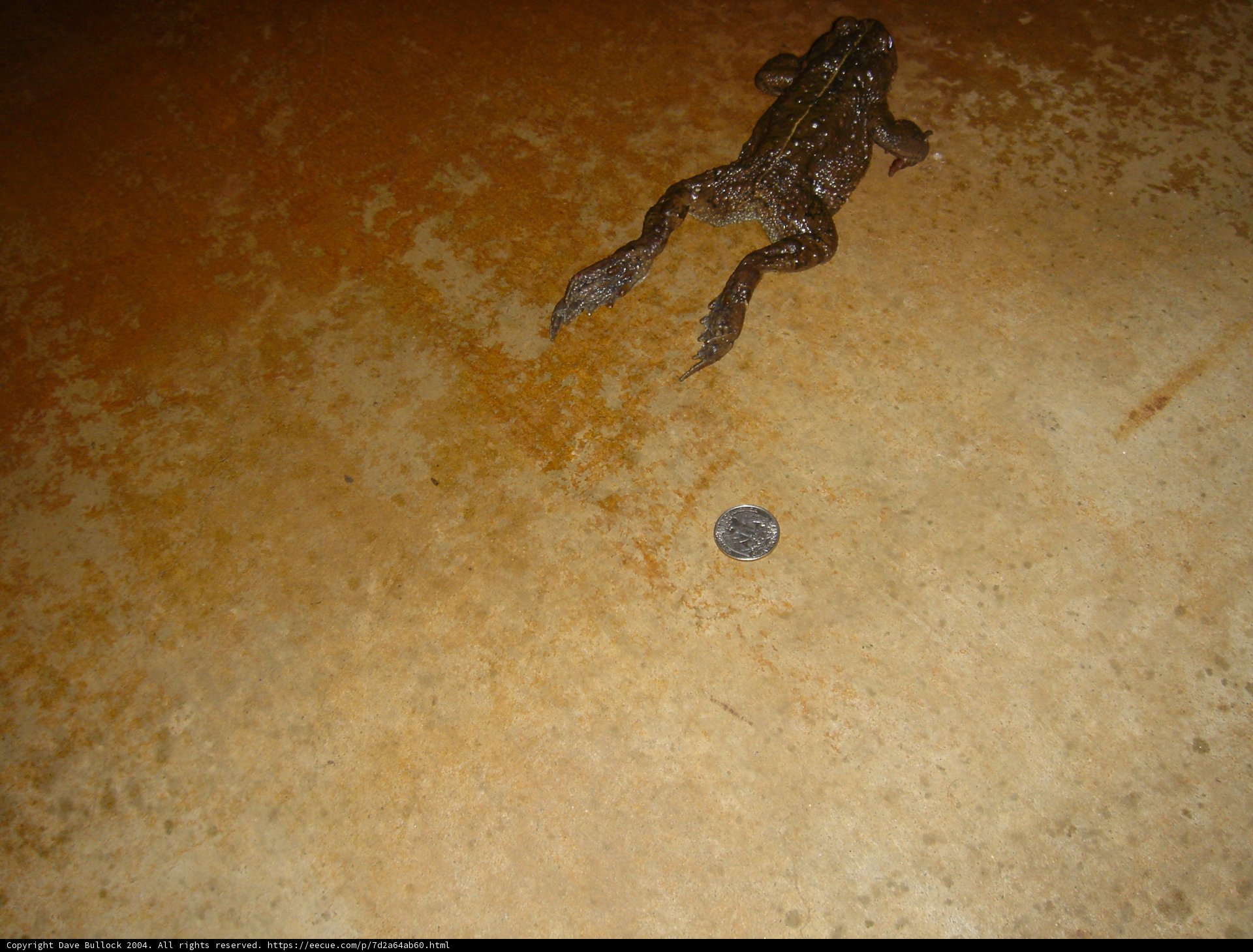 Frog and Penny Encounter