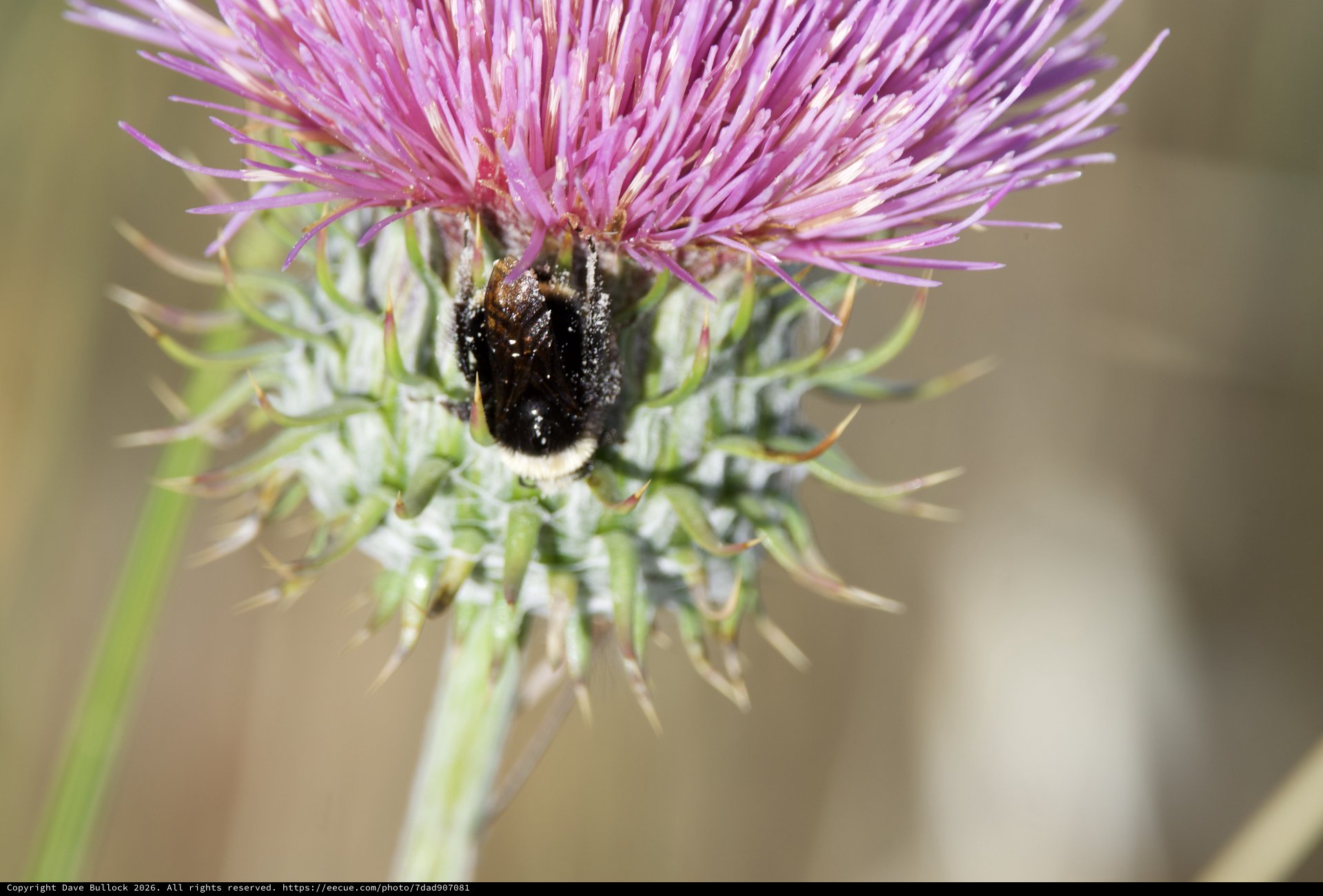 Bumblebee Foraging on Purple Thistle Bloom
