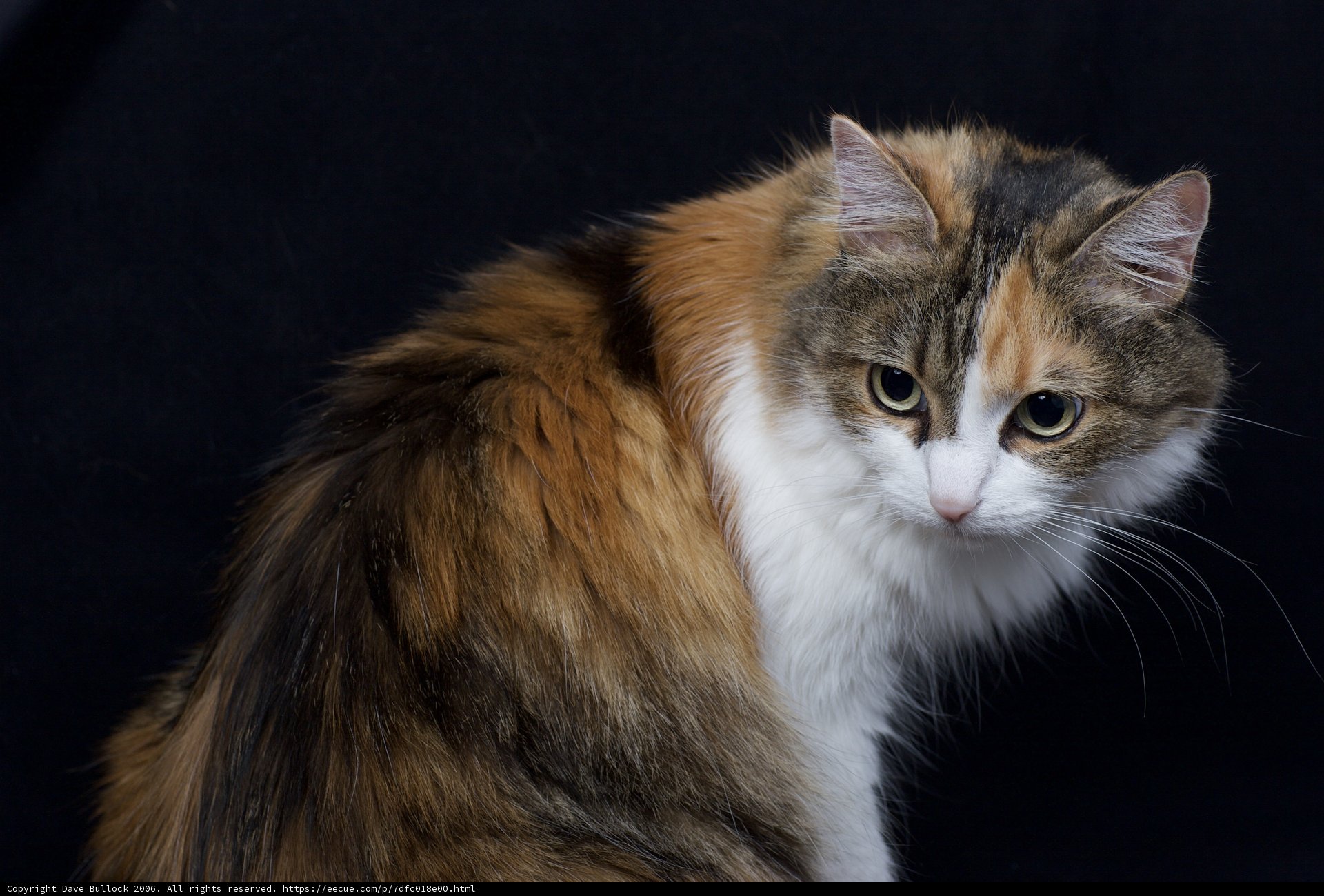 Calico Manx Cat