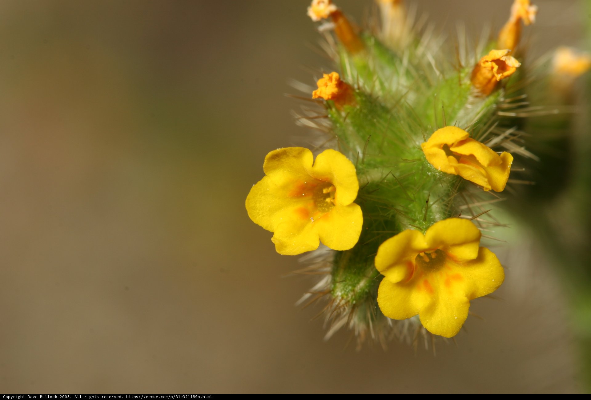 Bright Yellow Geranium in Full Bloom