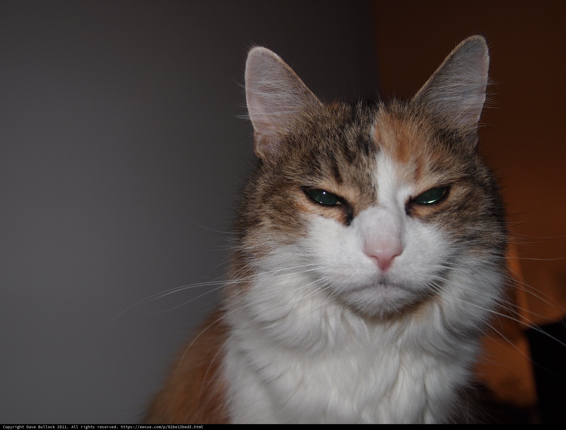 Serious Cat
