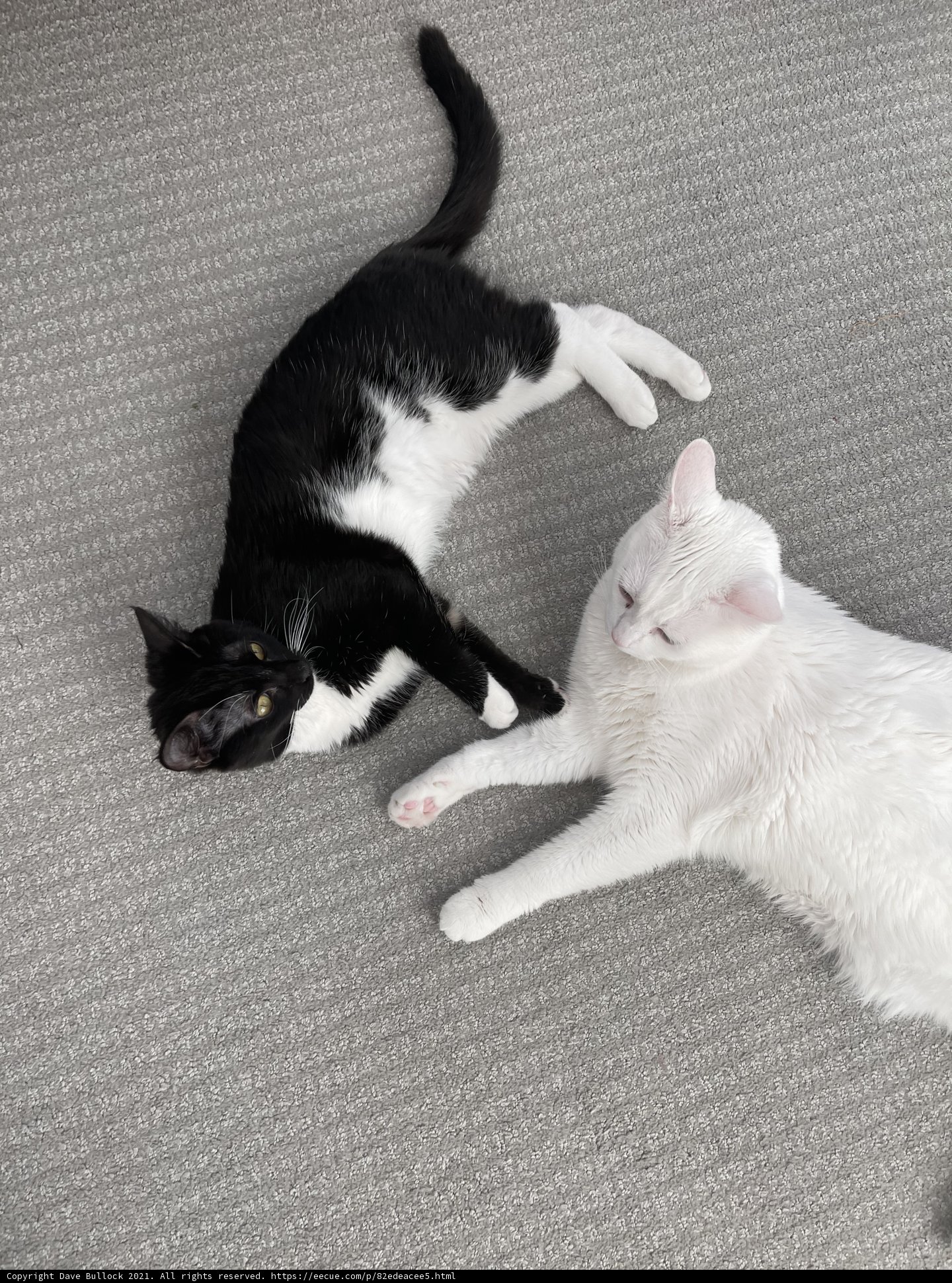 Feline Friends