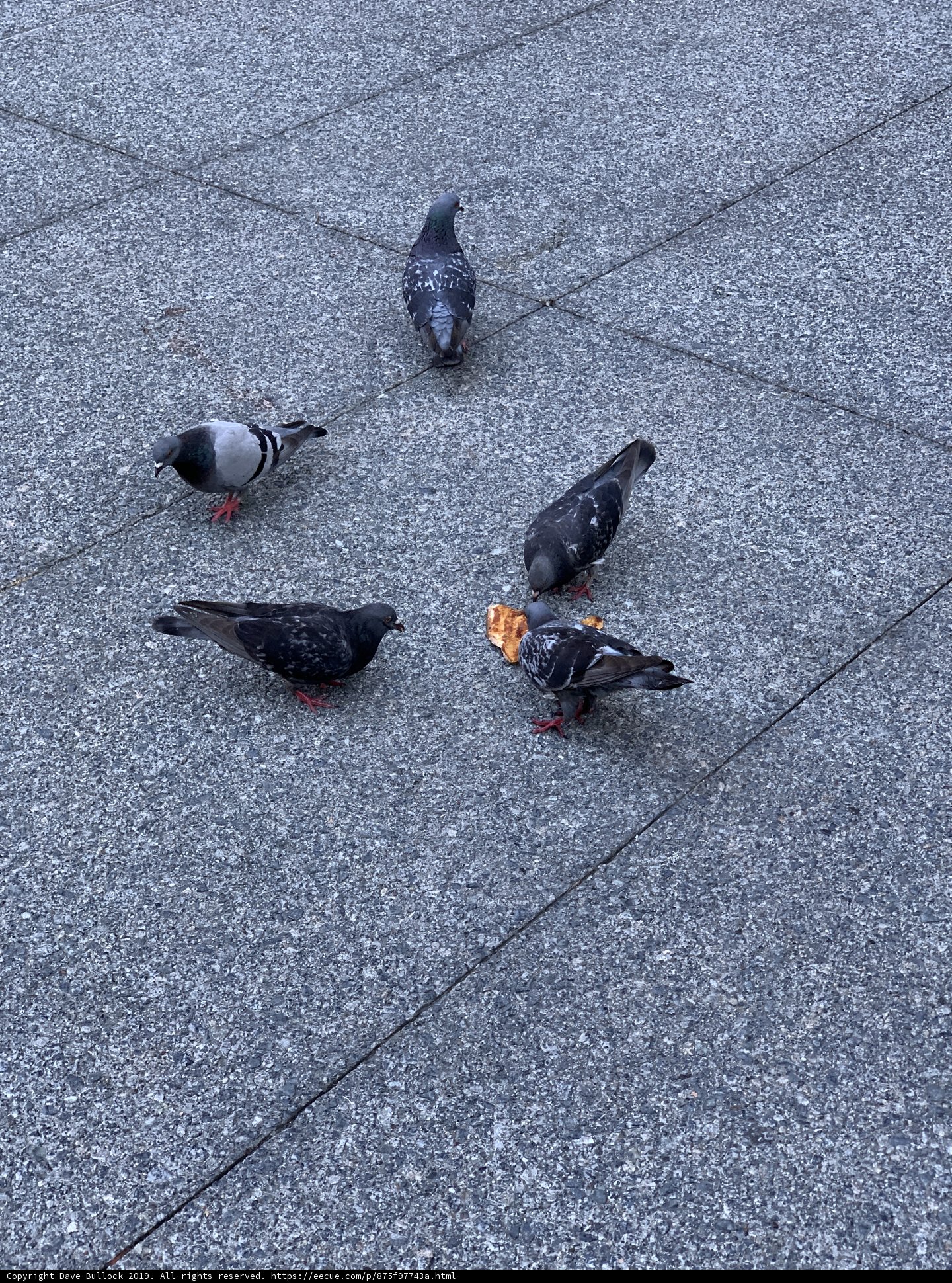 Pigeon Party at St. Patrick's Church