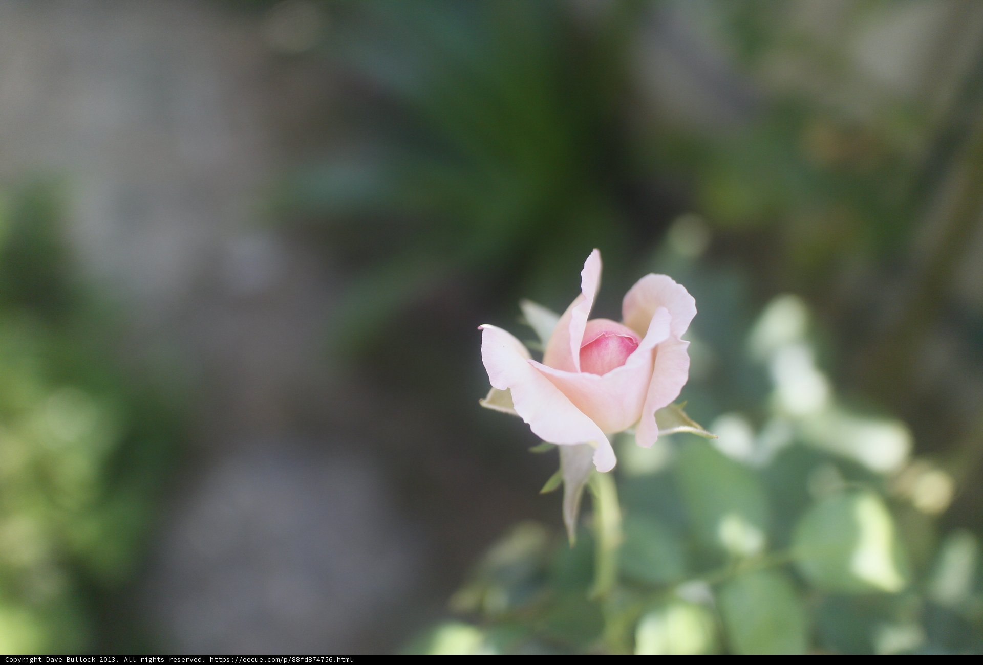 A Lone Pink Rose in Altadena