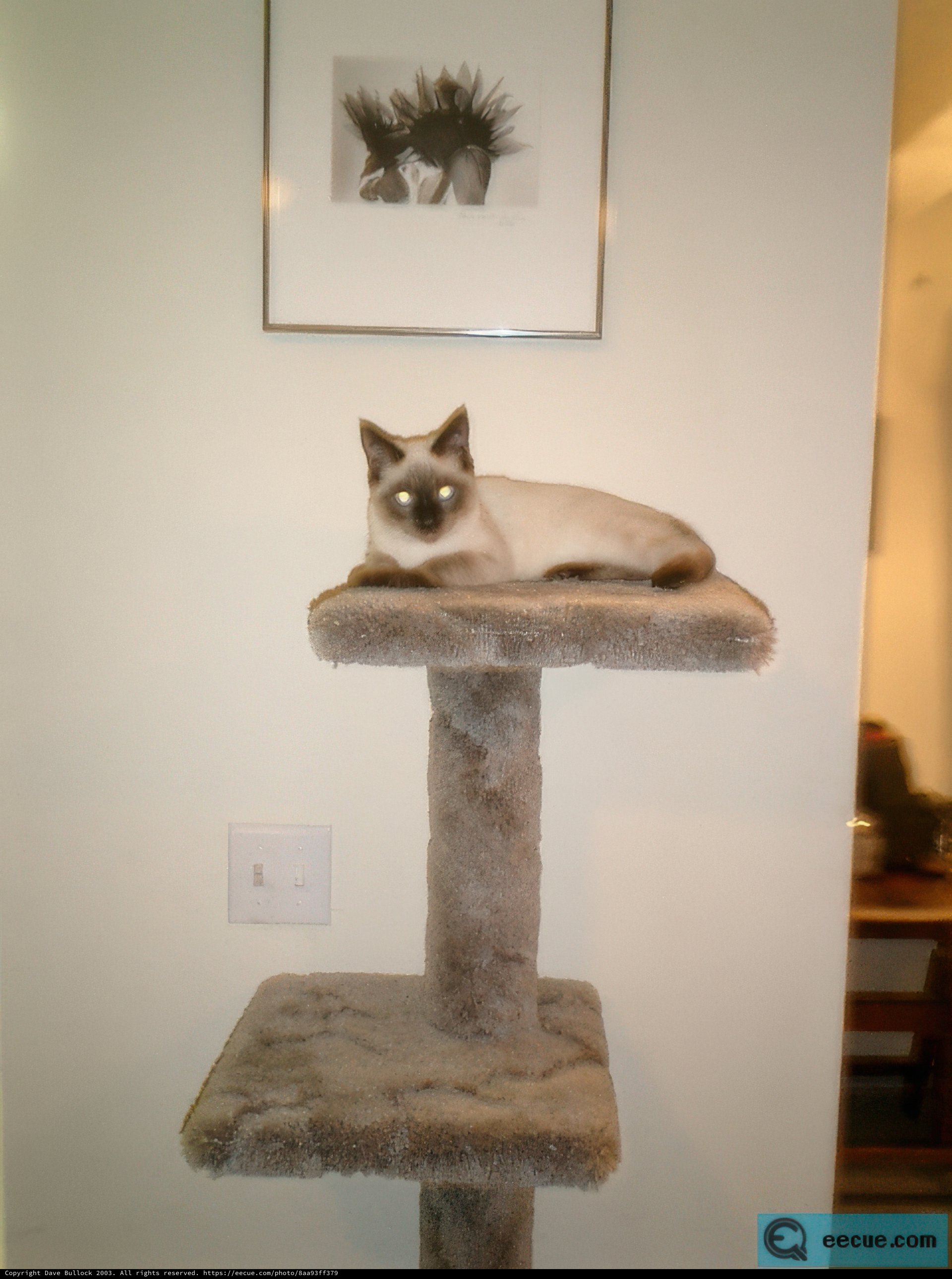 Majestic Siamese on Cat Tree