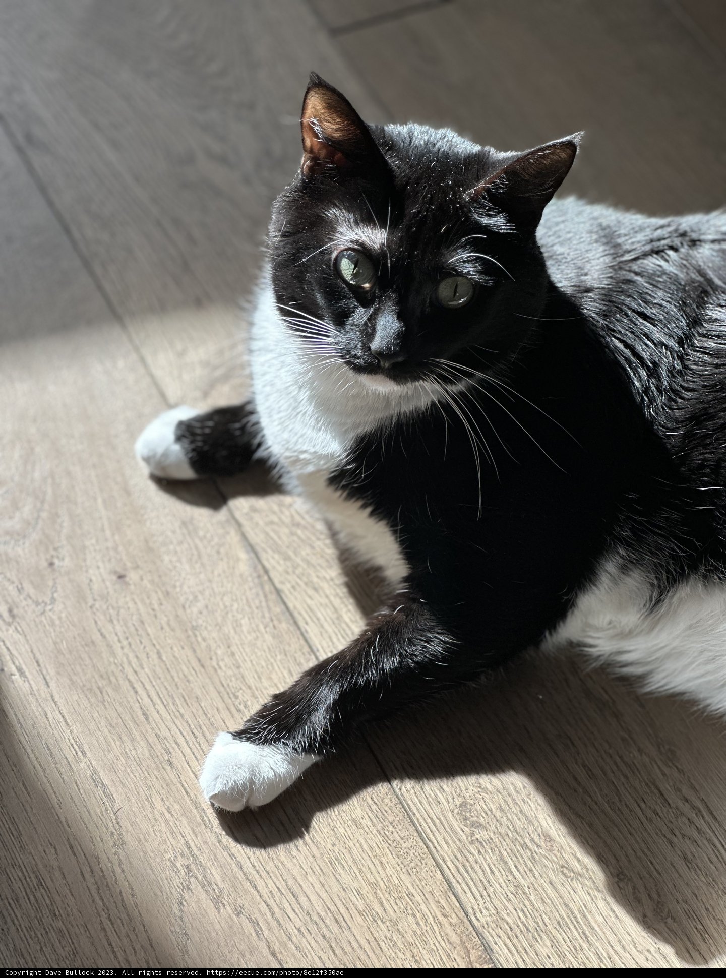 Relaxing on Hardwood Flooring