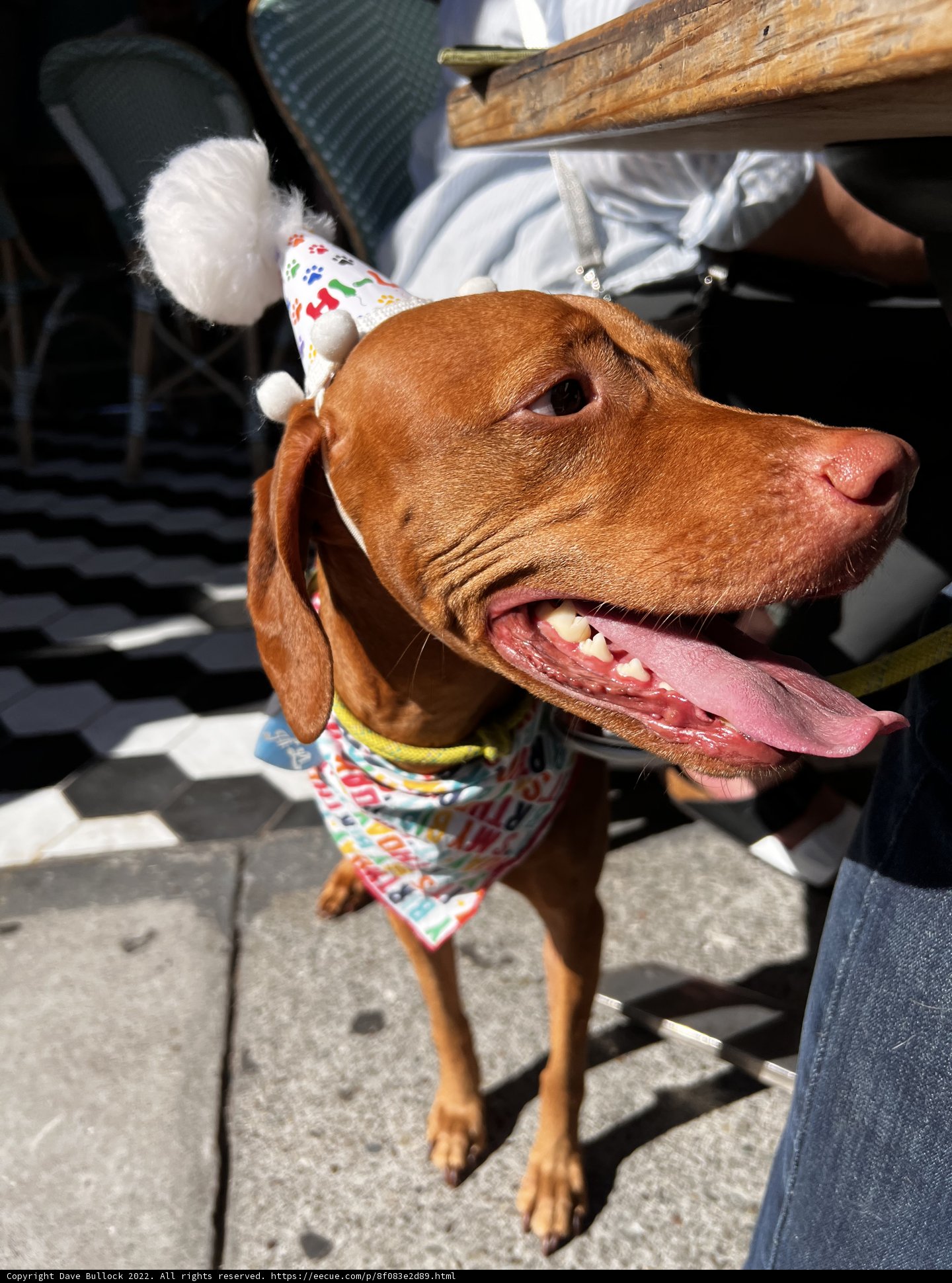 Party Pup