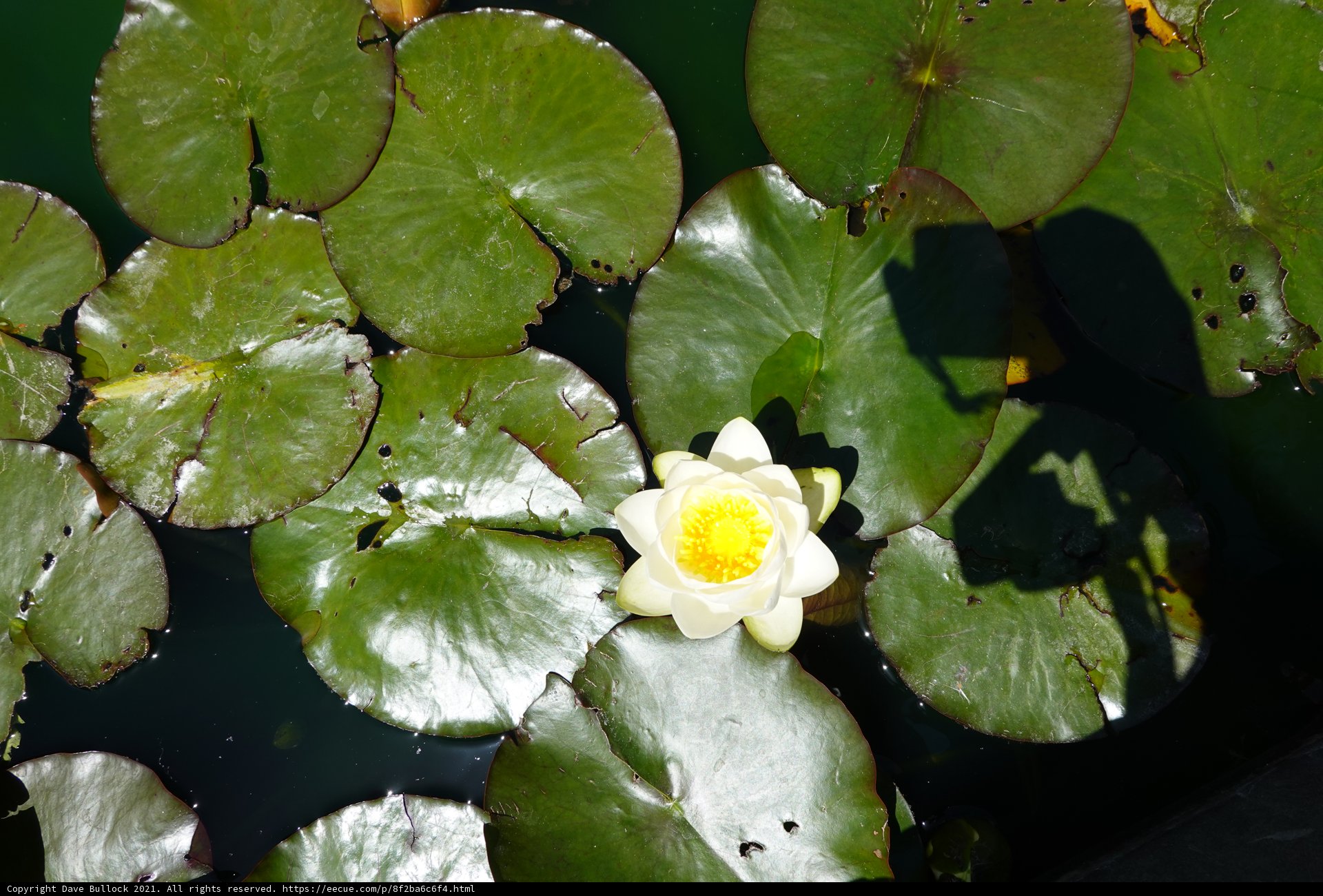 Tranquil Lily Pond