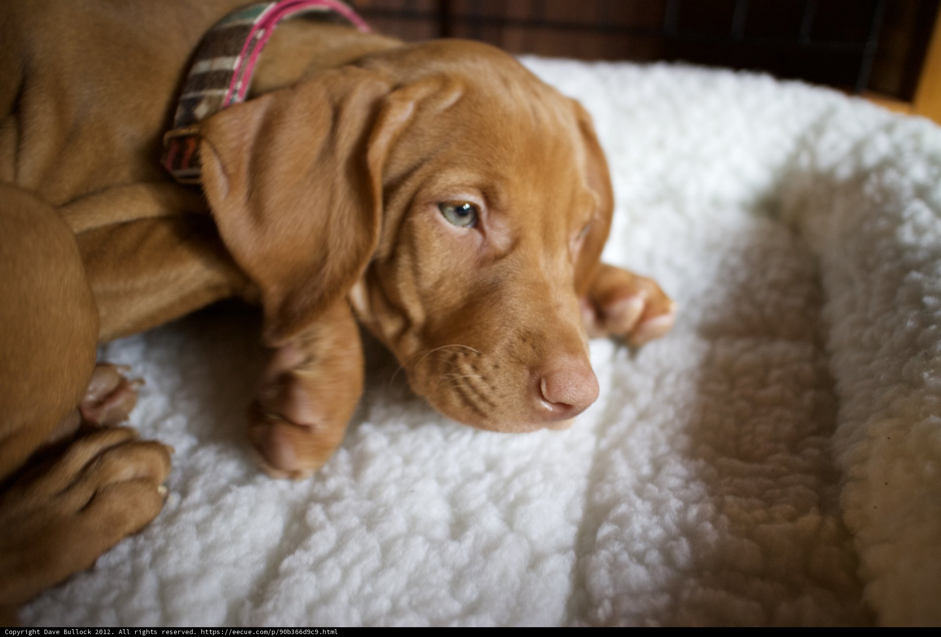 Lazy Dog Day Afternoon