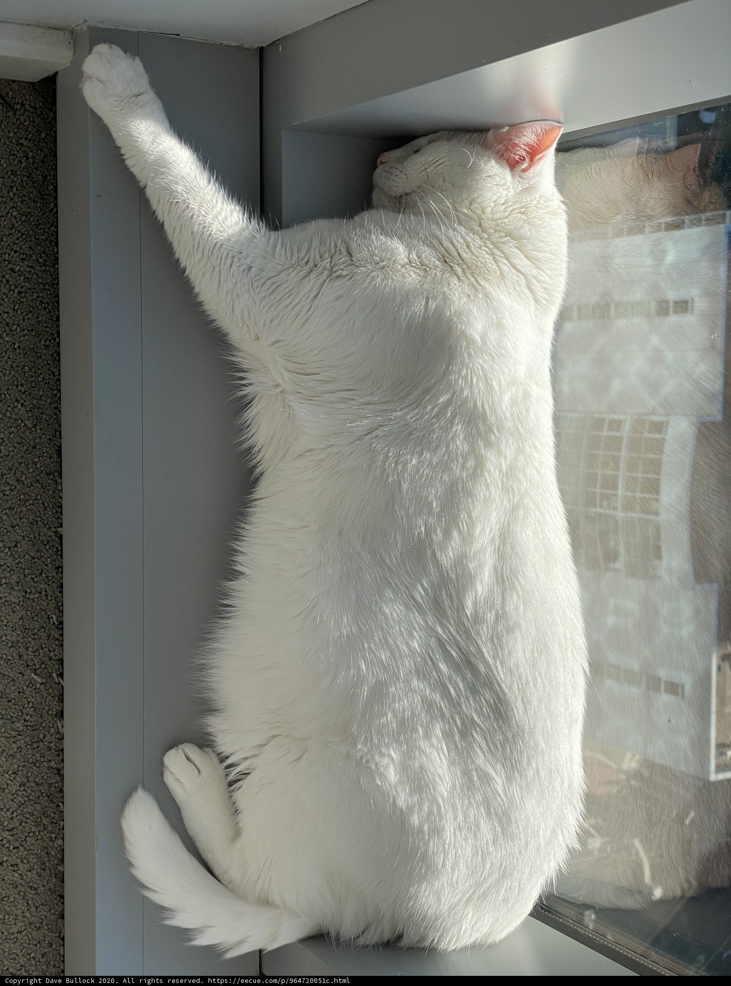 Resting on the Window Sill